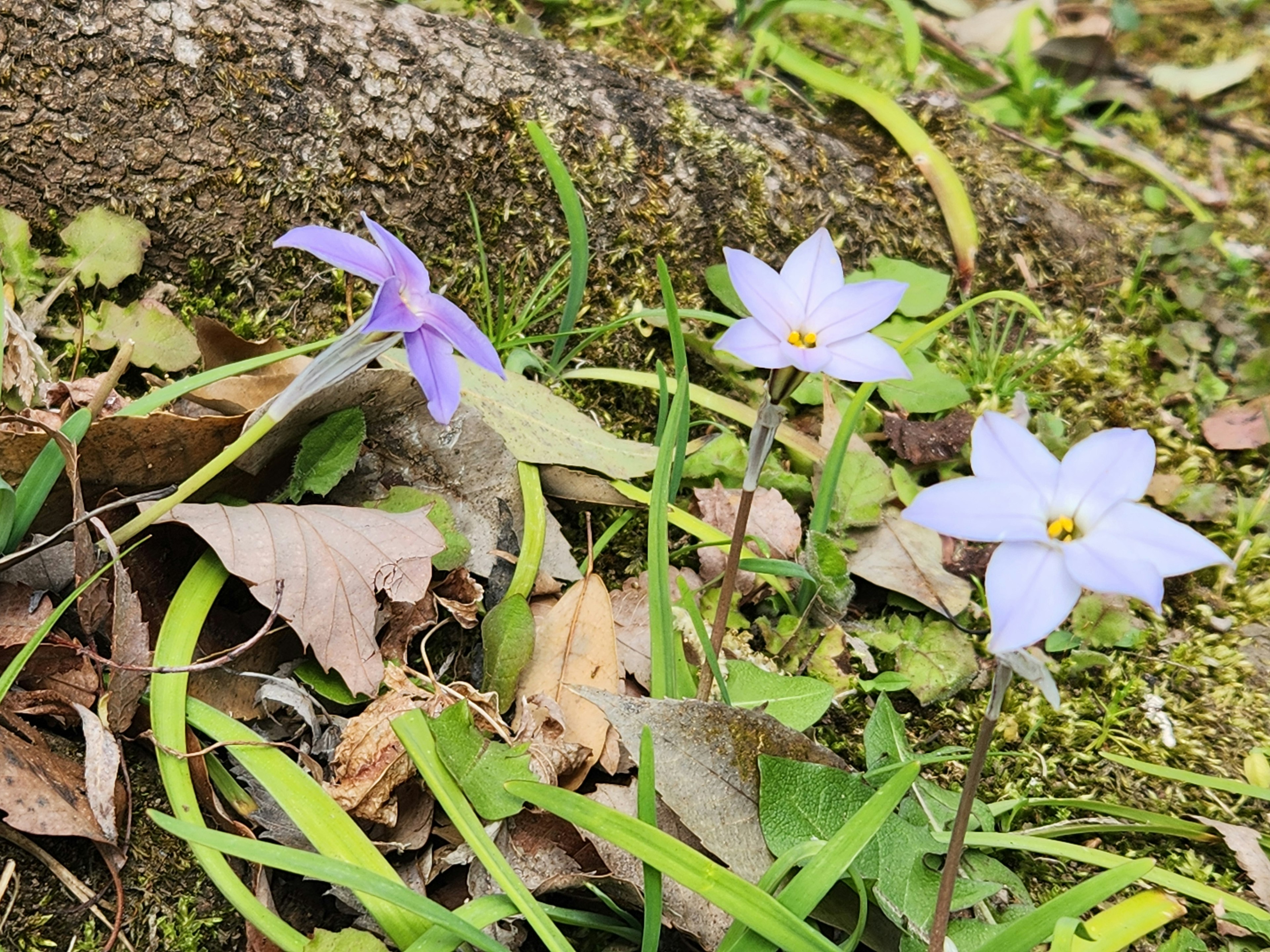 Flores moradas floreciendo en el suelo entre hojas caídas