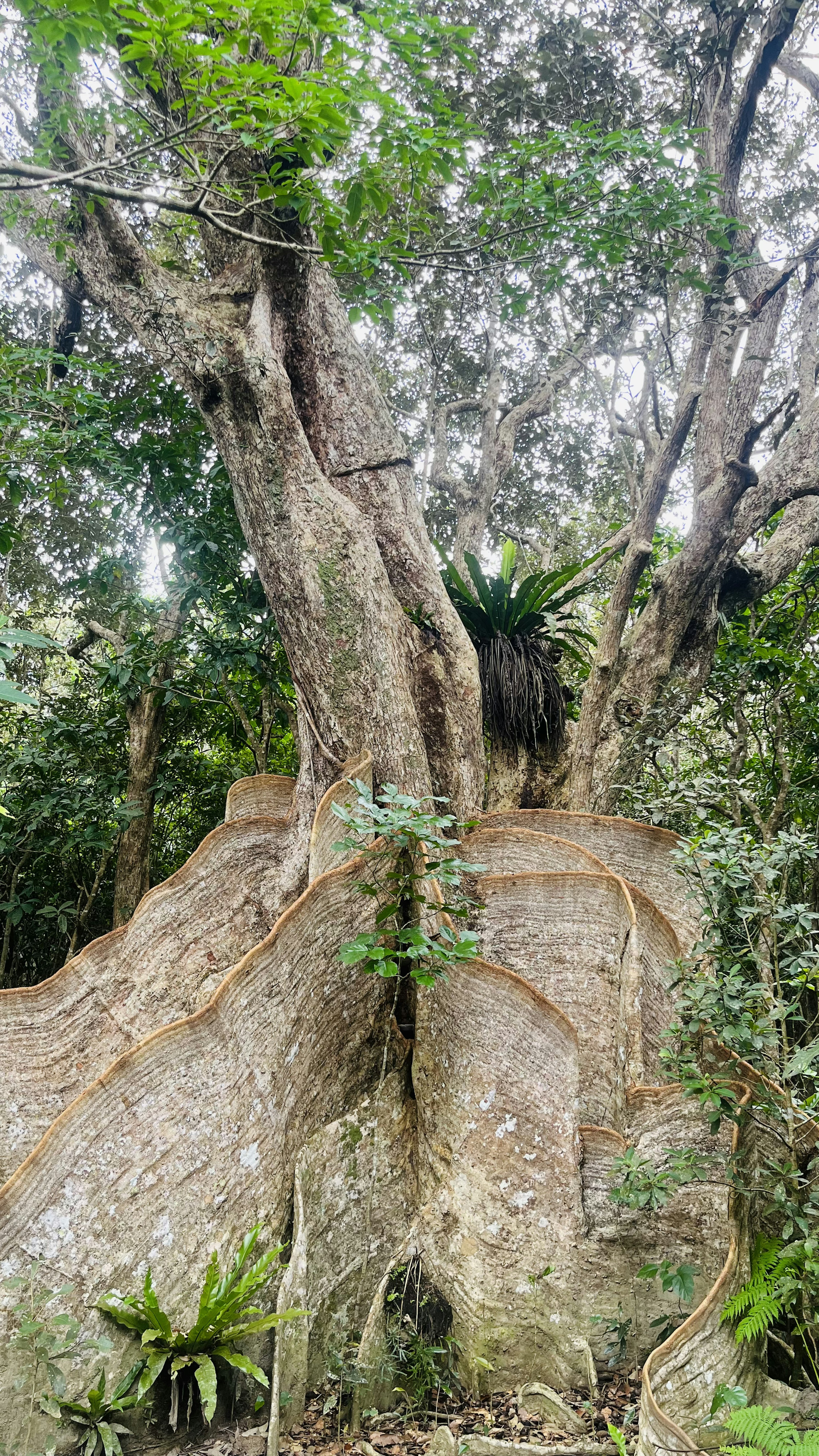 Grand arbre avec feuillage vert luxuriant et structure de racines unique