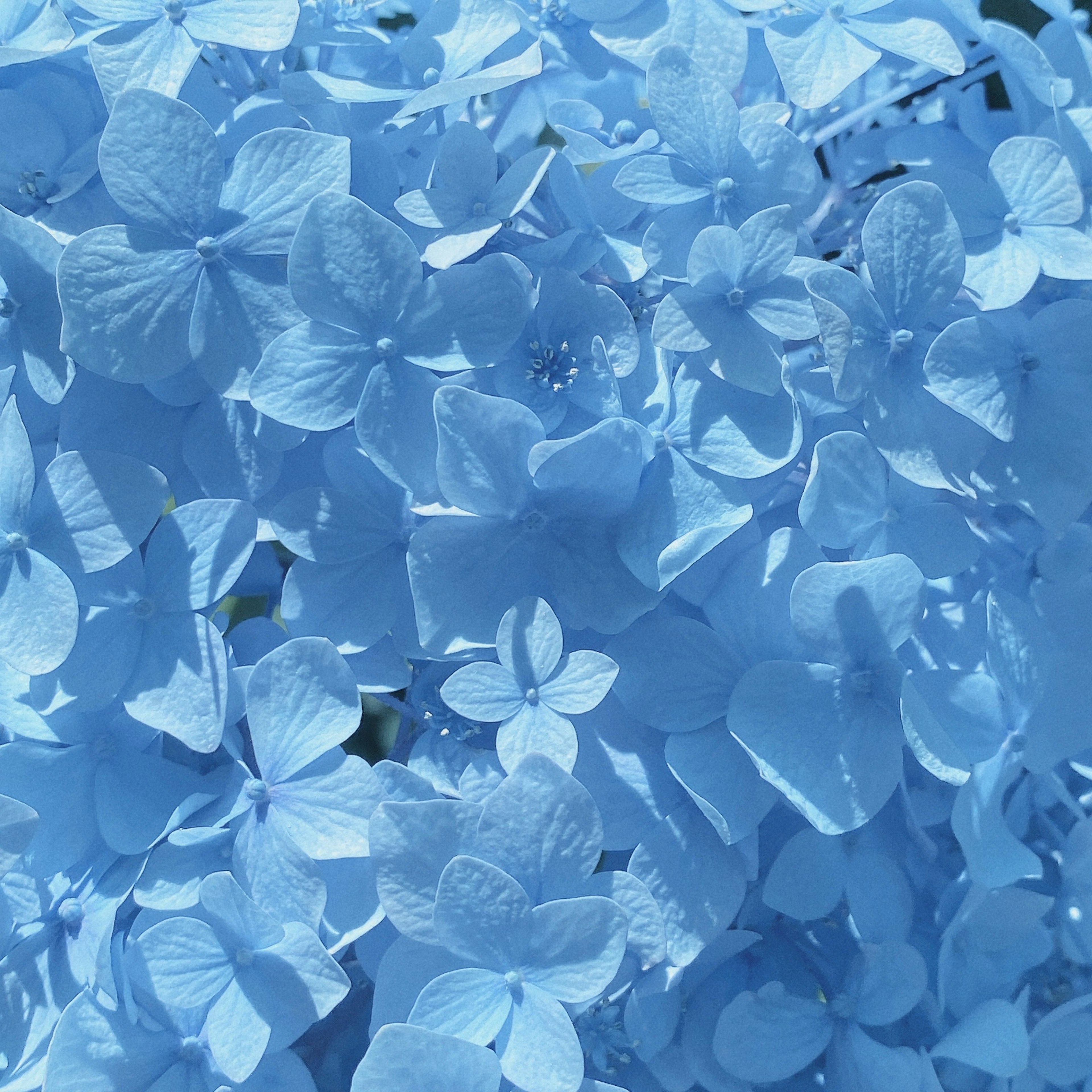 Cluster of delicate blue hydrangea petals