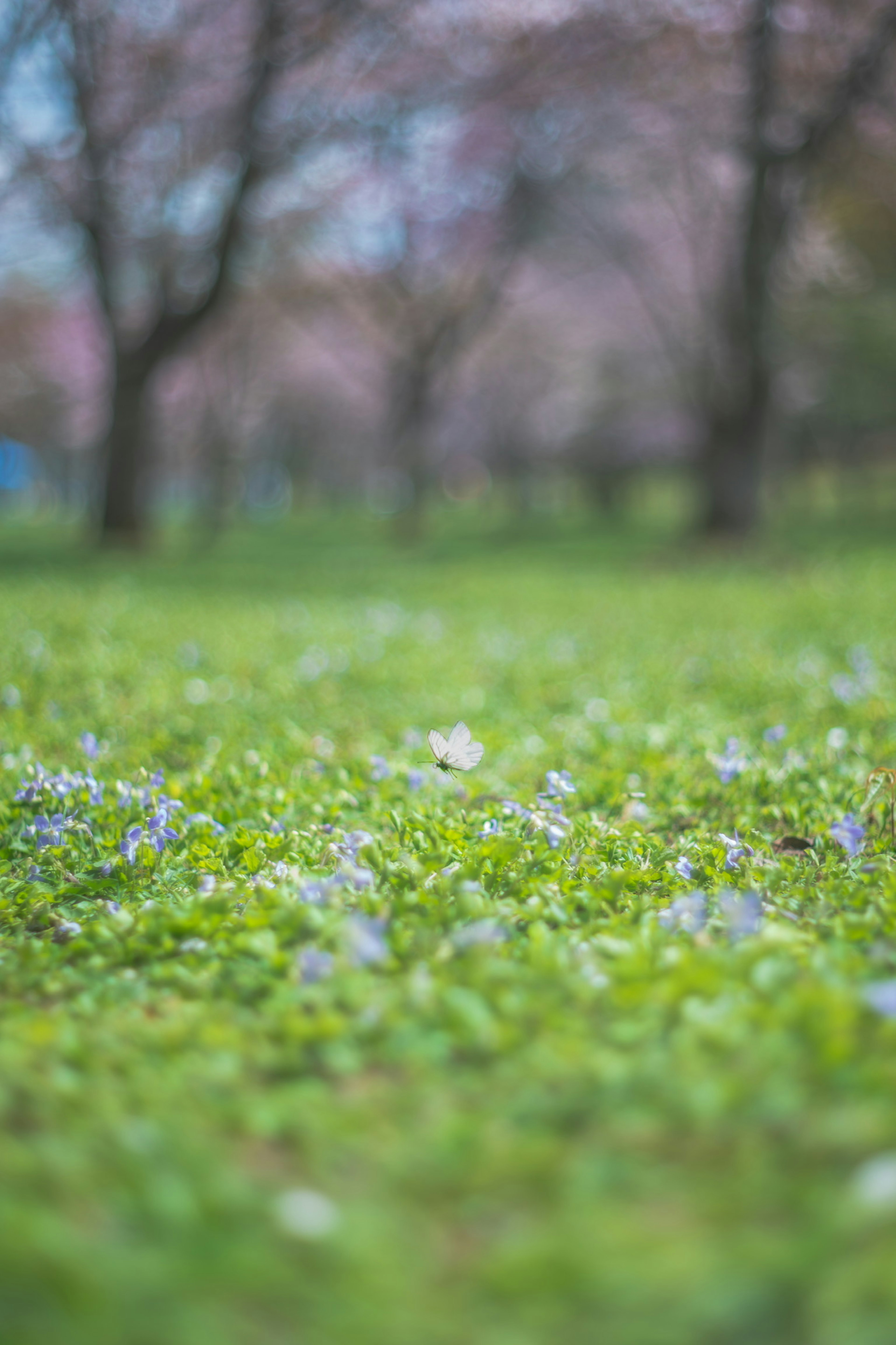 Césped verde con pequeñas flores azules y fondo suave de árboles en flor