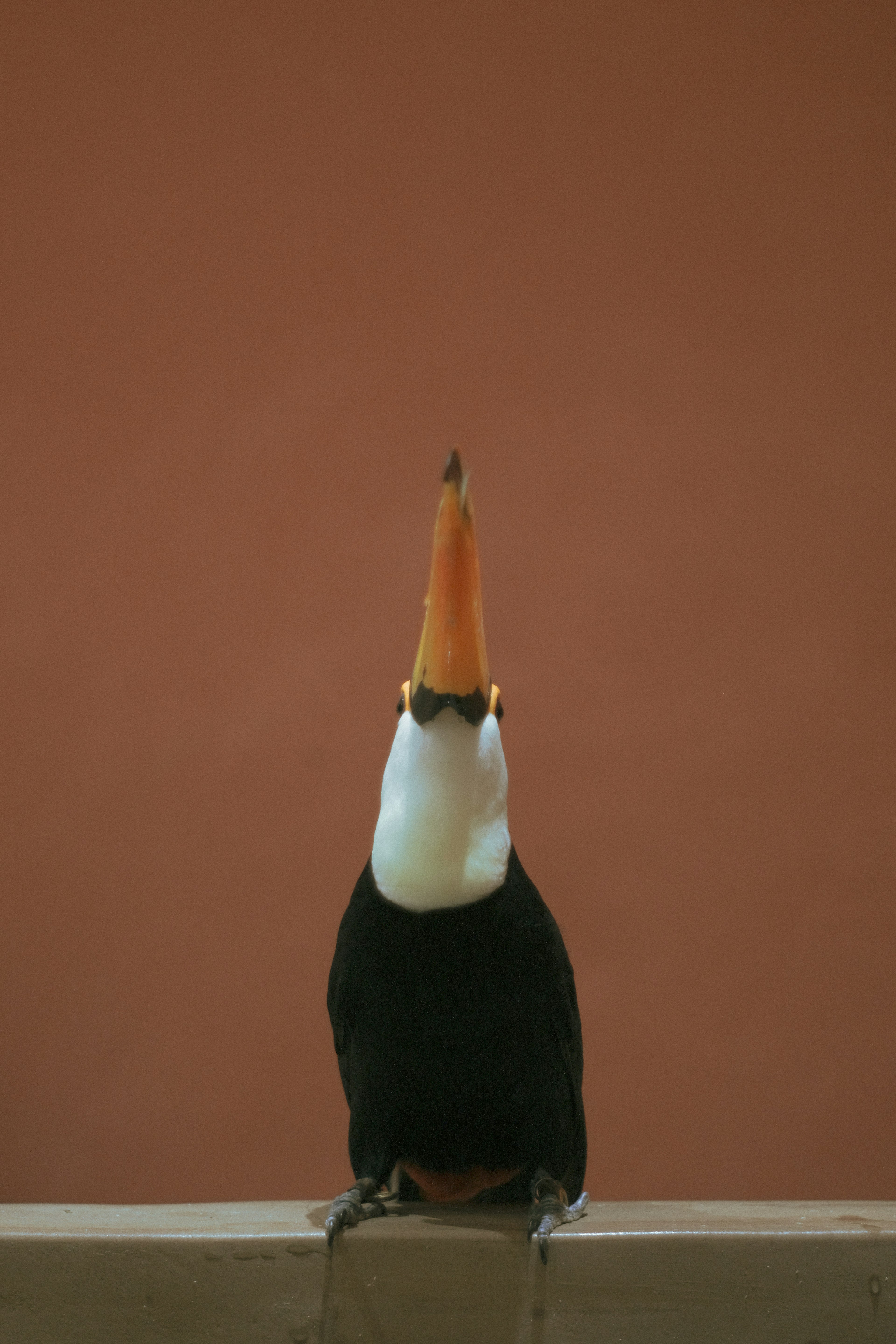 Tucán de frente con cuerpo negro y pico naranja