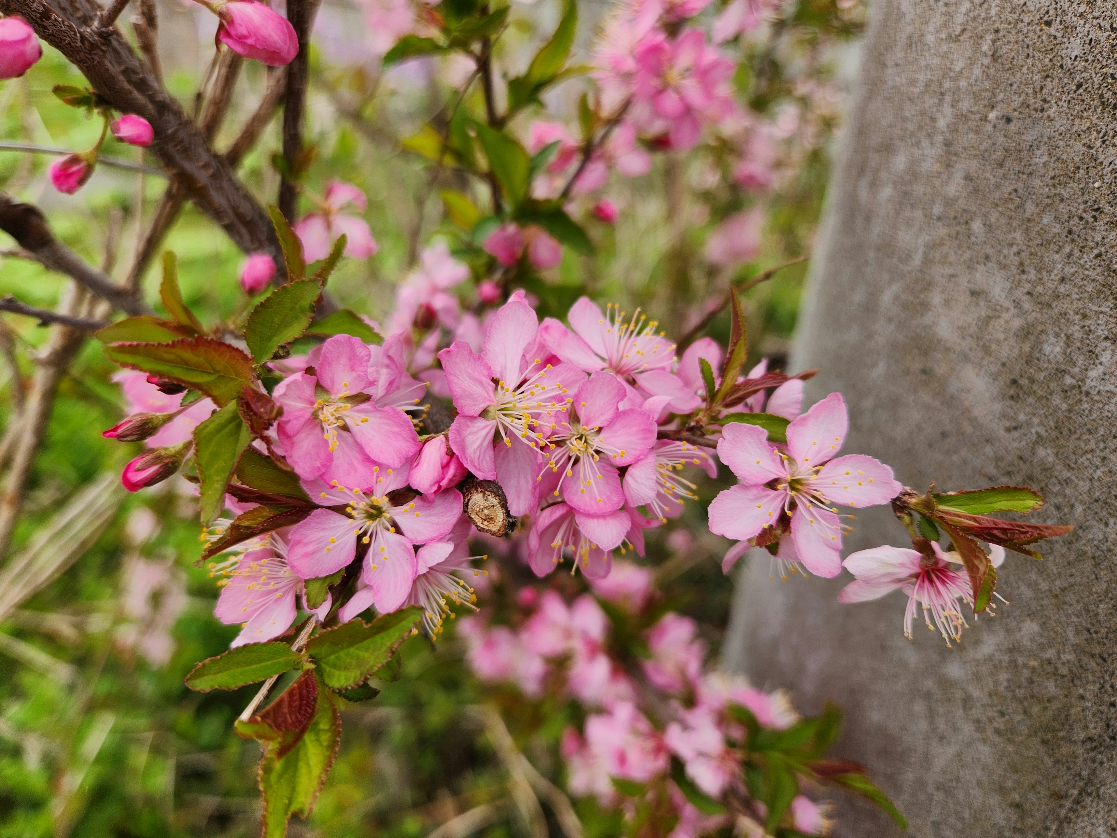 Nahaufnahme von Ästen mit hellrosa Blüten