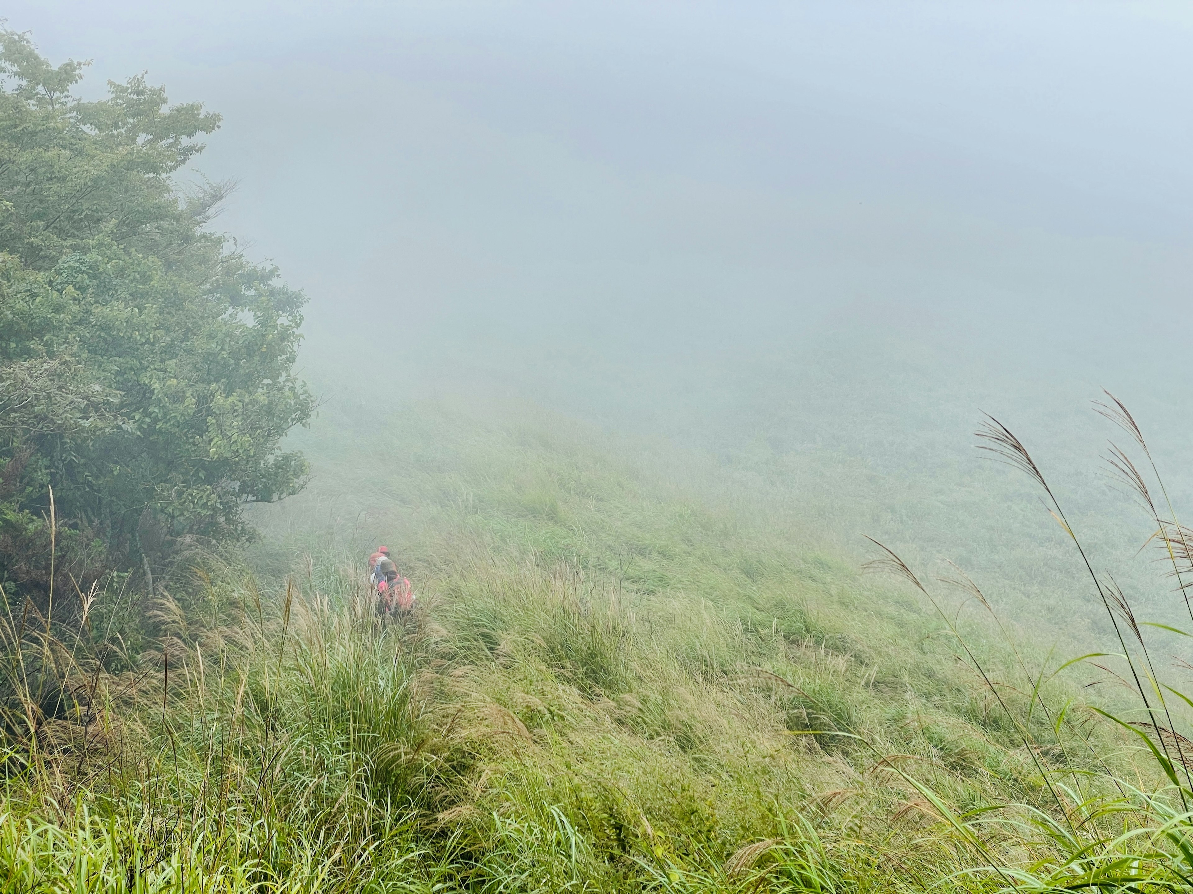 Person in a misty grassland with bushes