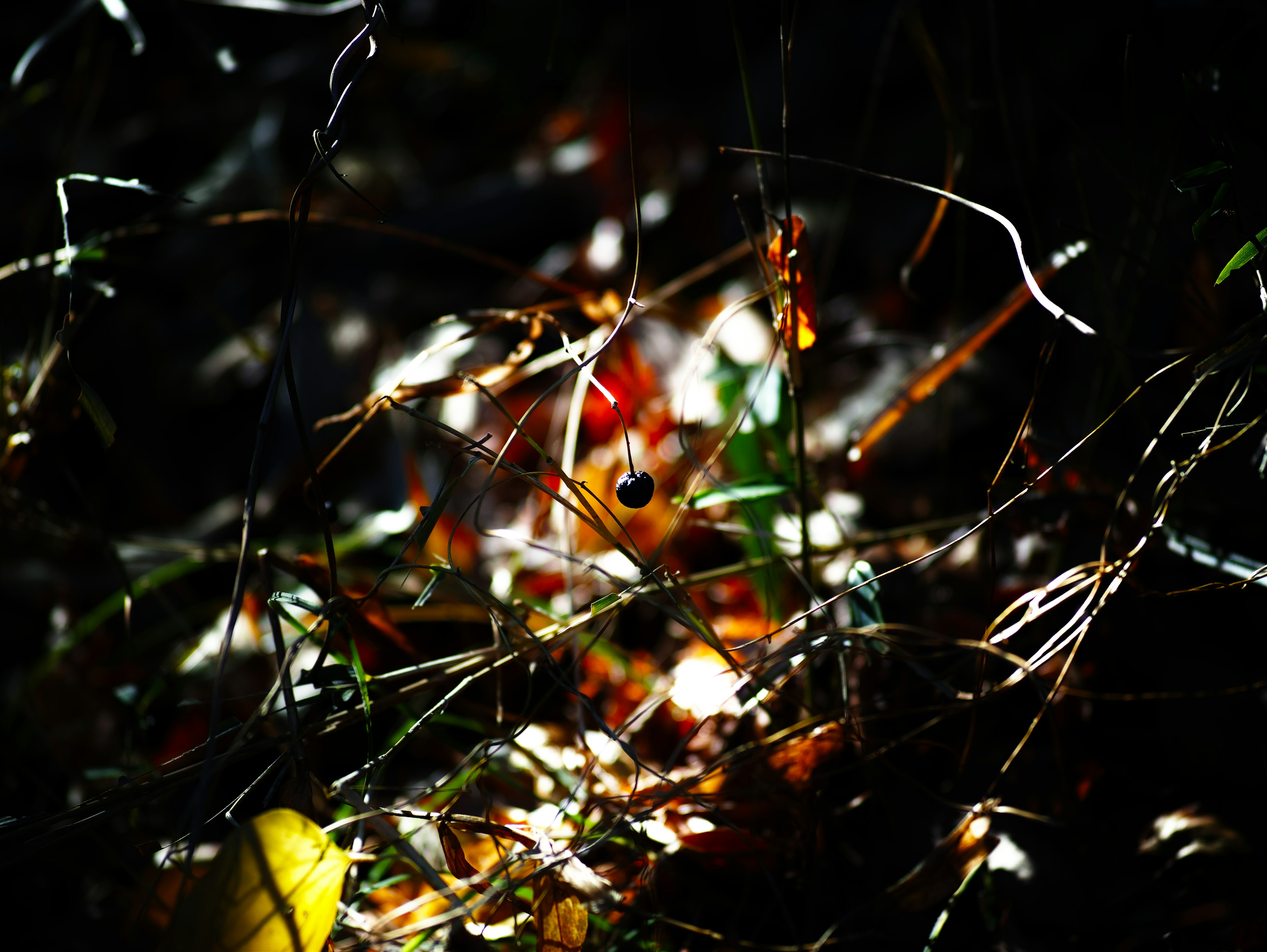 Foglie cadute colorate e erba mescolate con la luce che filtra da uno sfondo scuro