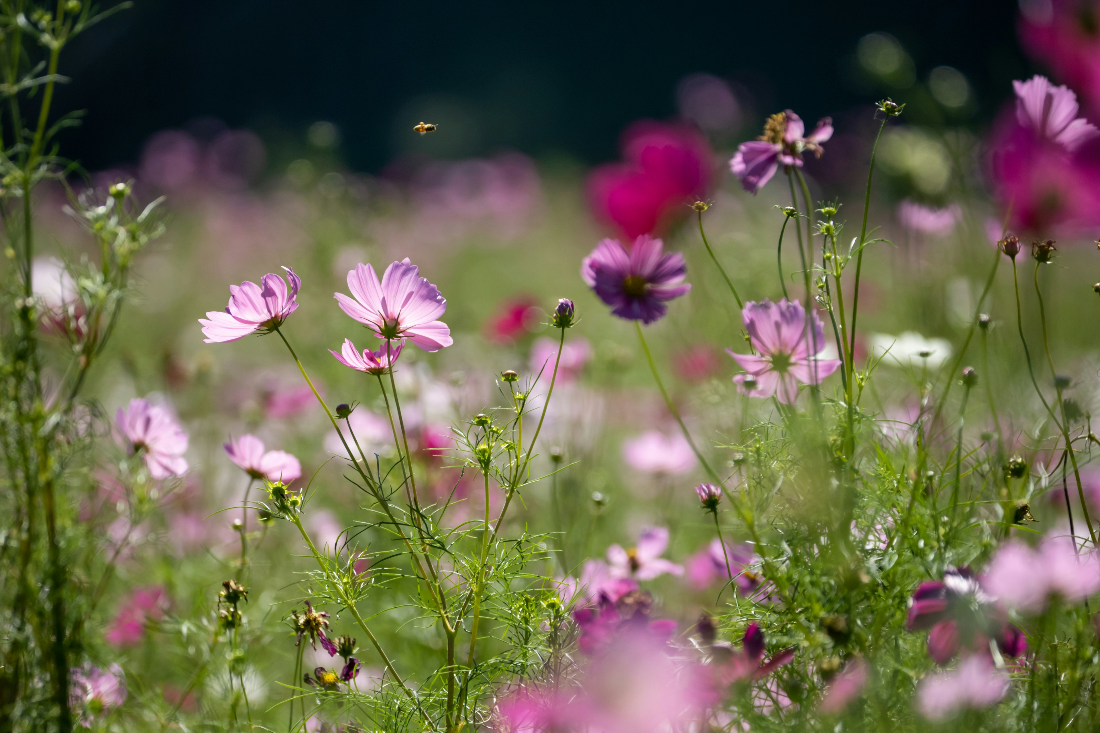 Un bellissimo campo di fiori colorati in fiore