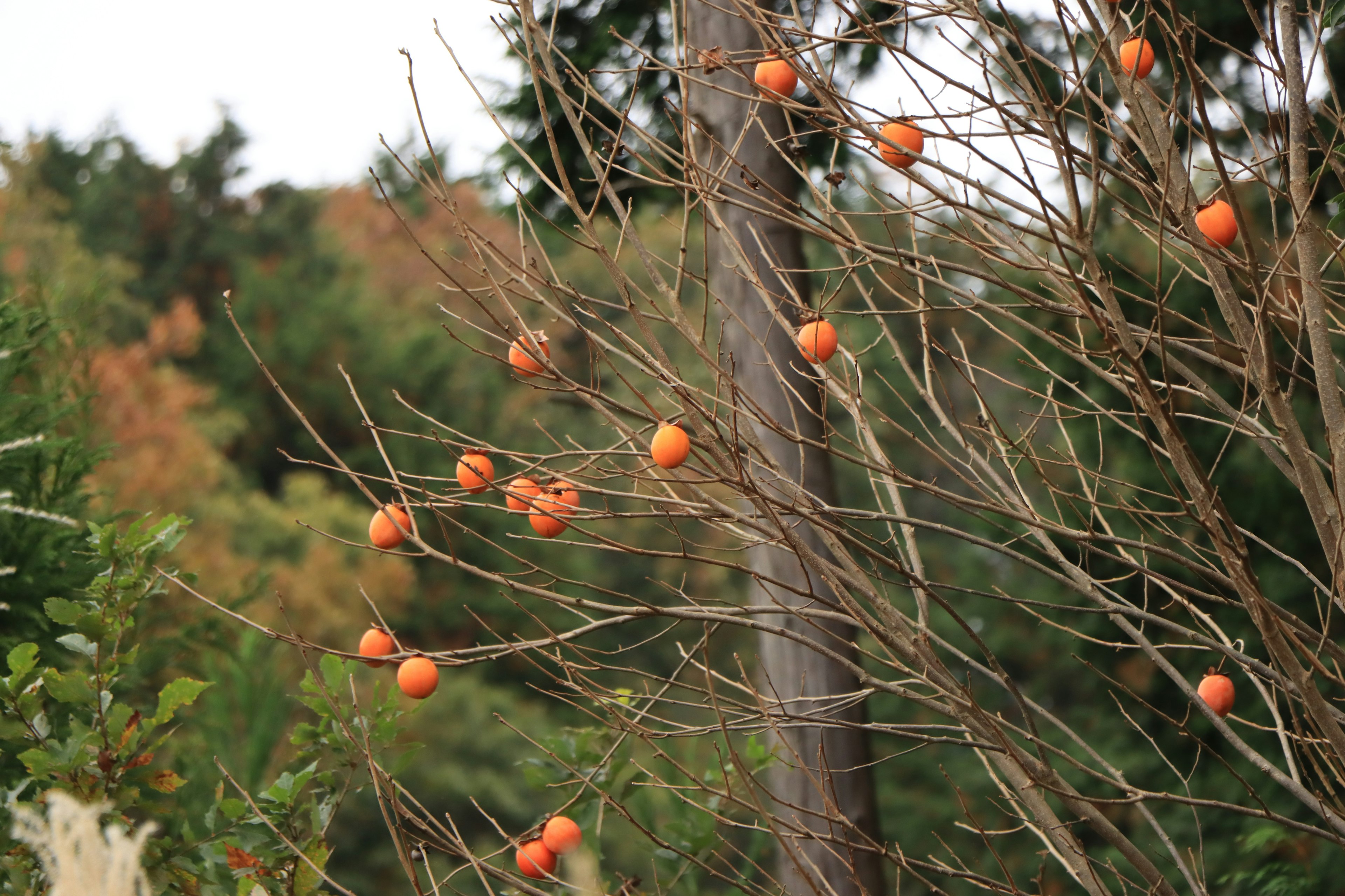 Foto eines kahlen Baumzweigs mit orangefarbenen Früchten vor verschwommenem natürlichem Hintergrund