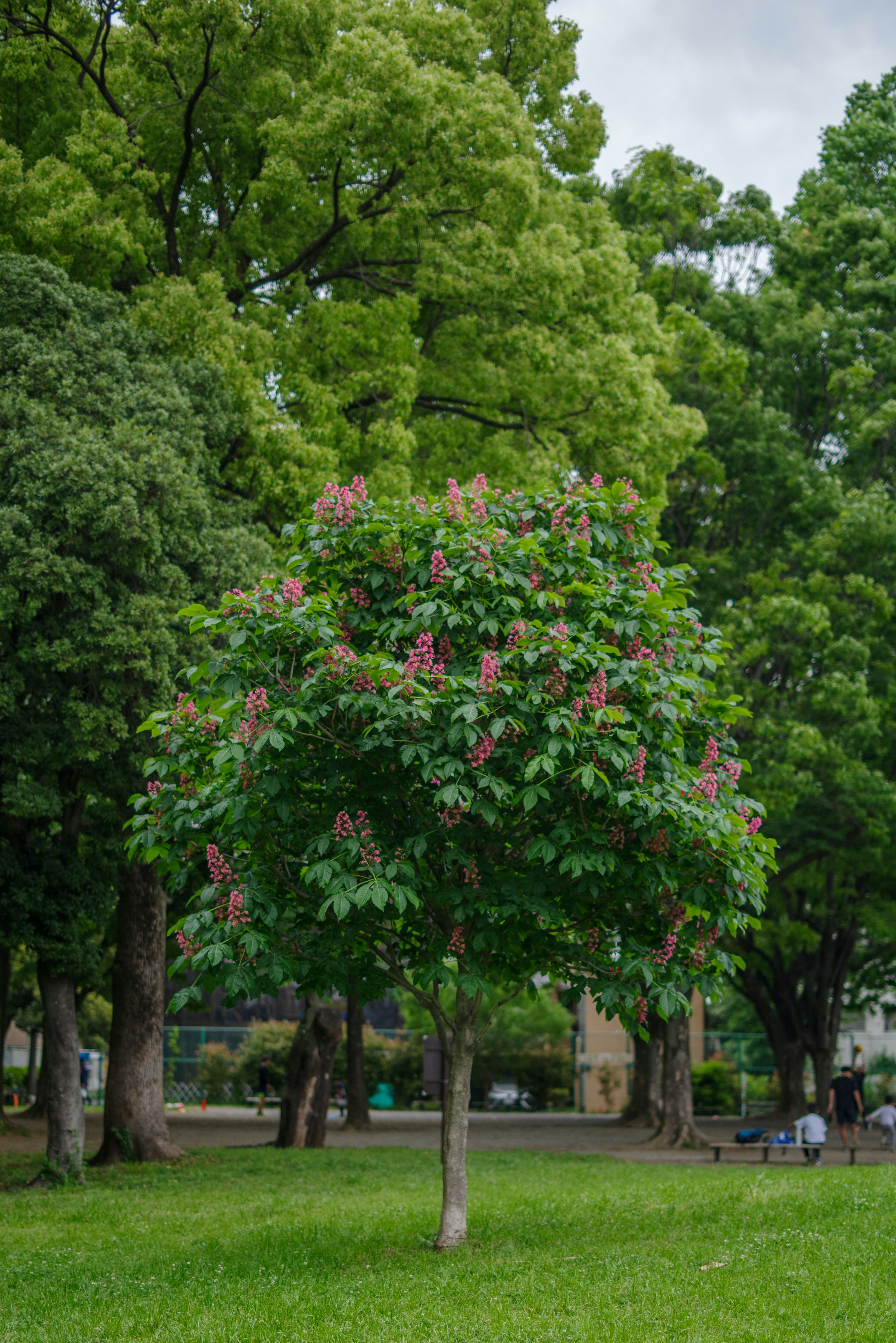 Ein kleiner blühender Baum in einem grünen Park, umgeben von größeren Bäumen