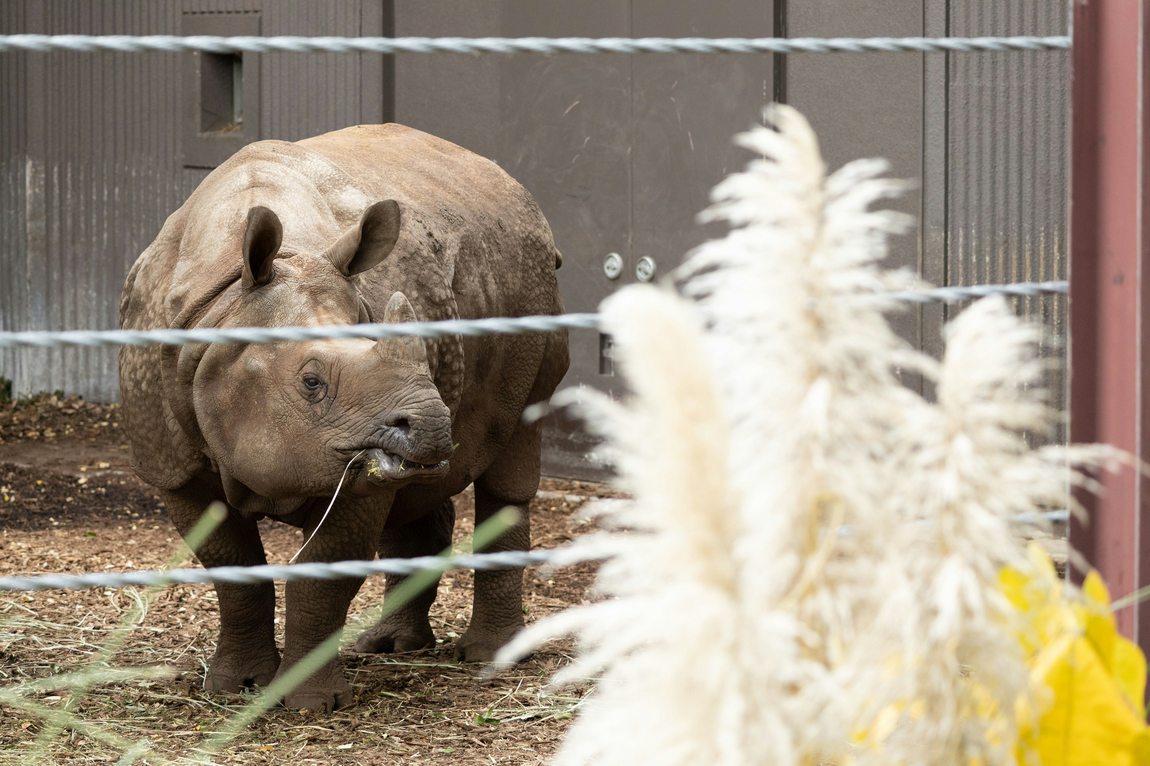 Un rhinocéros mangeant de l'herbe dans un enclos de zoo