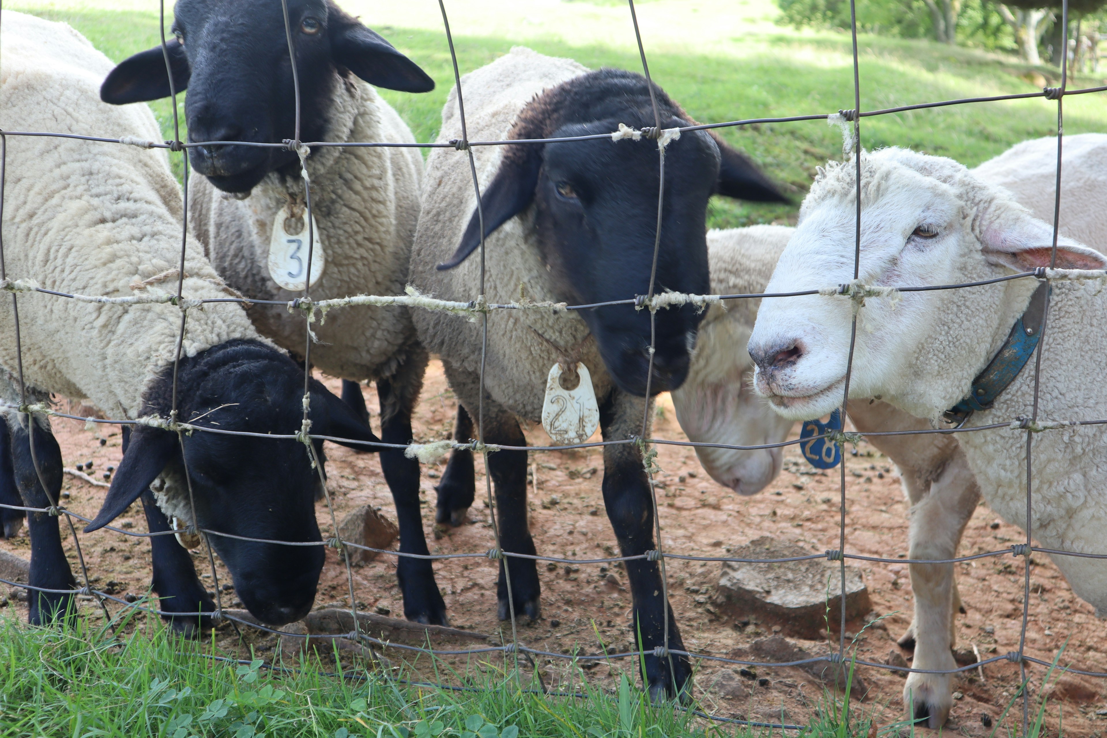 A group of black and white sheep seen through a fence