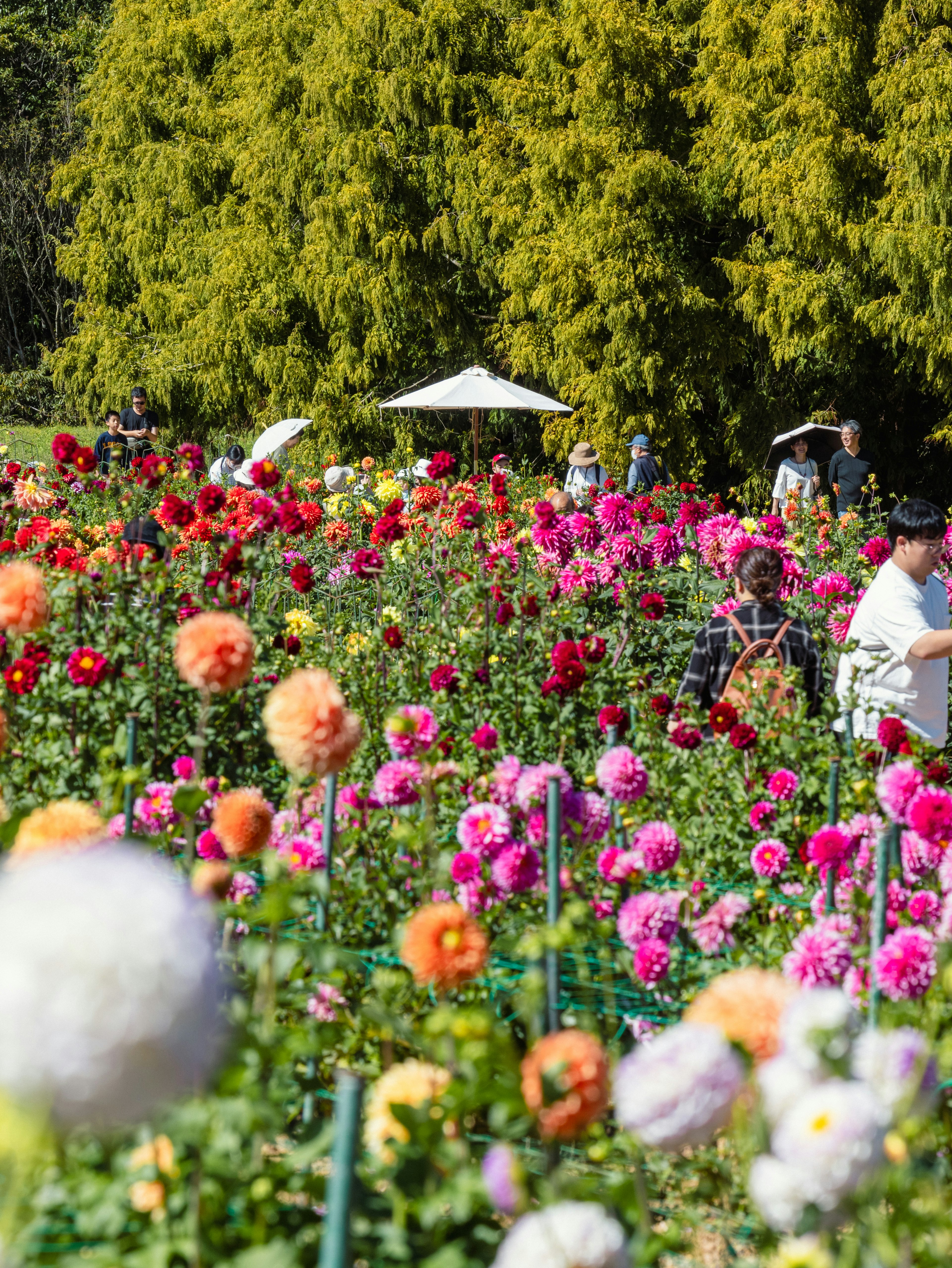 色とりどりの花が咲き誇る庭園で人々が楽しむ風景