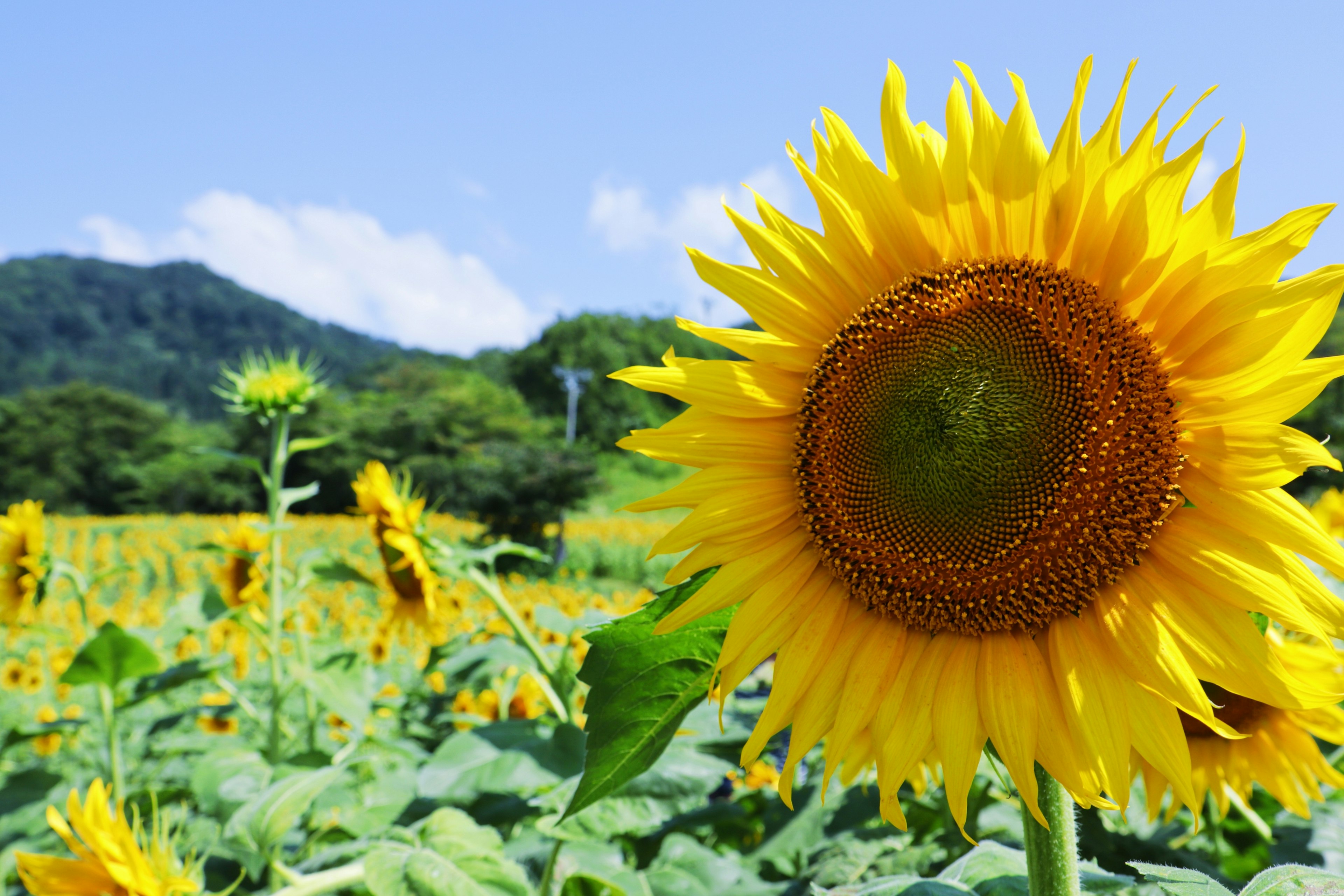 Un tournesol en fleurs sous un ciel bleu avec une montagne en arrière-plan