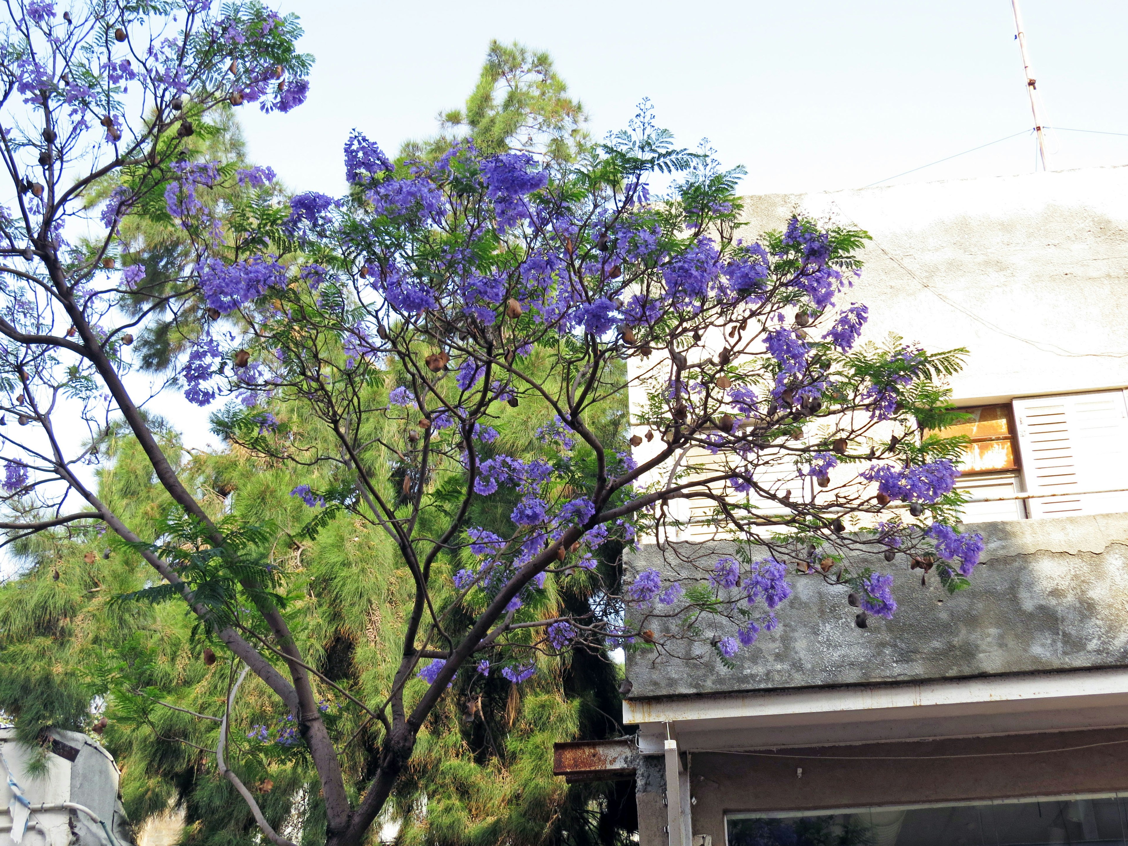 Jacaranda-Baum mit lila Blumen neben einem Gebäude