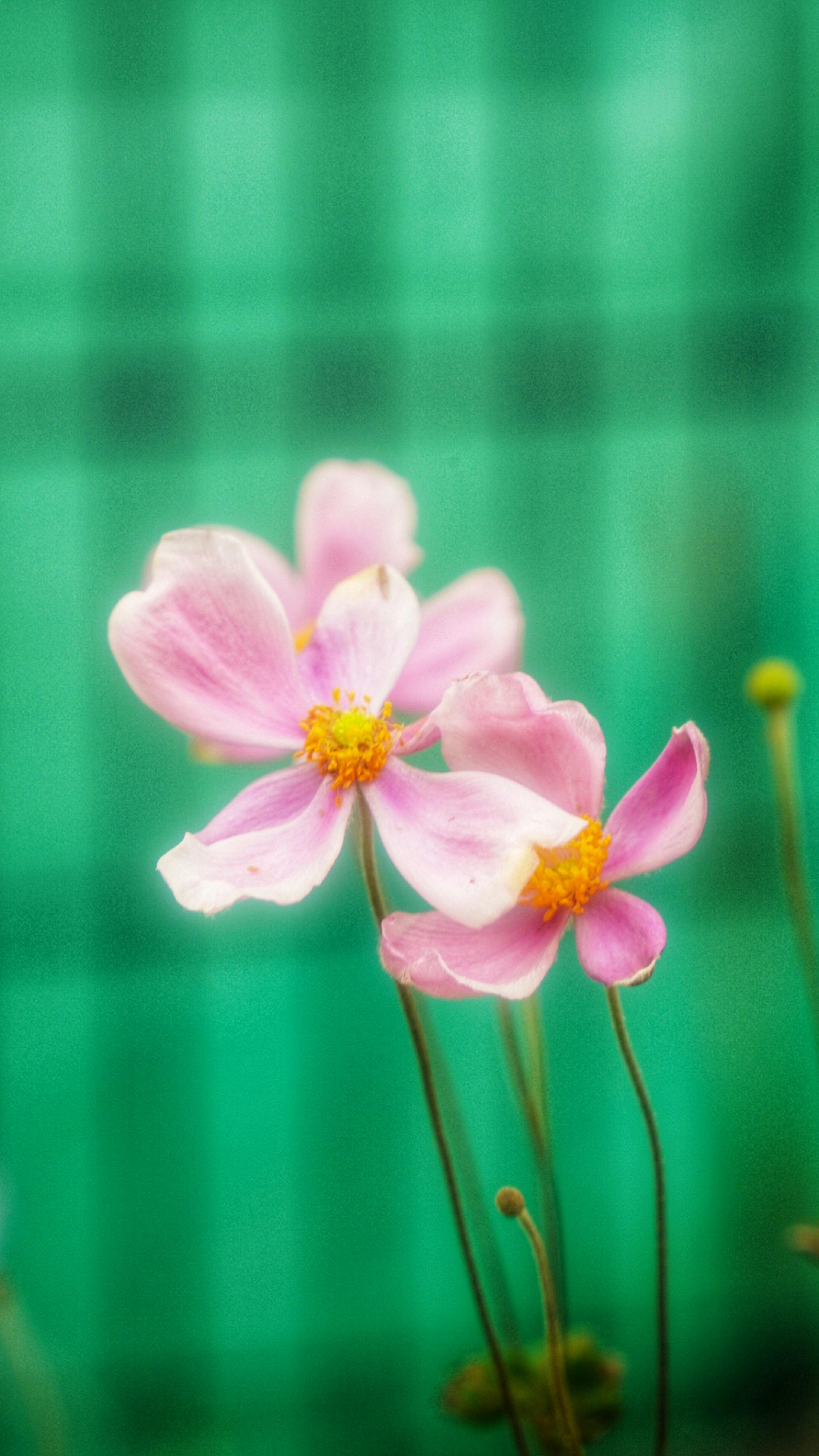 Immagine morbida di fiori rosa su uno sfondo verde