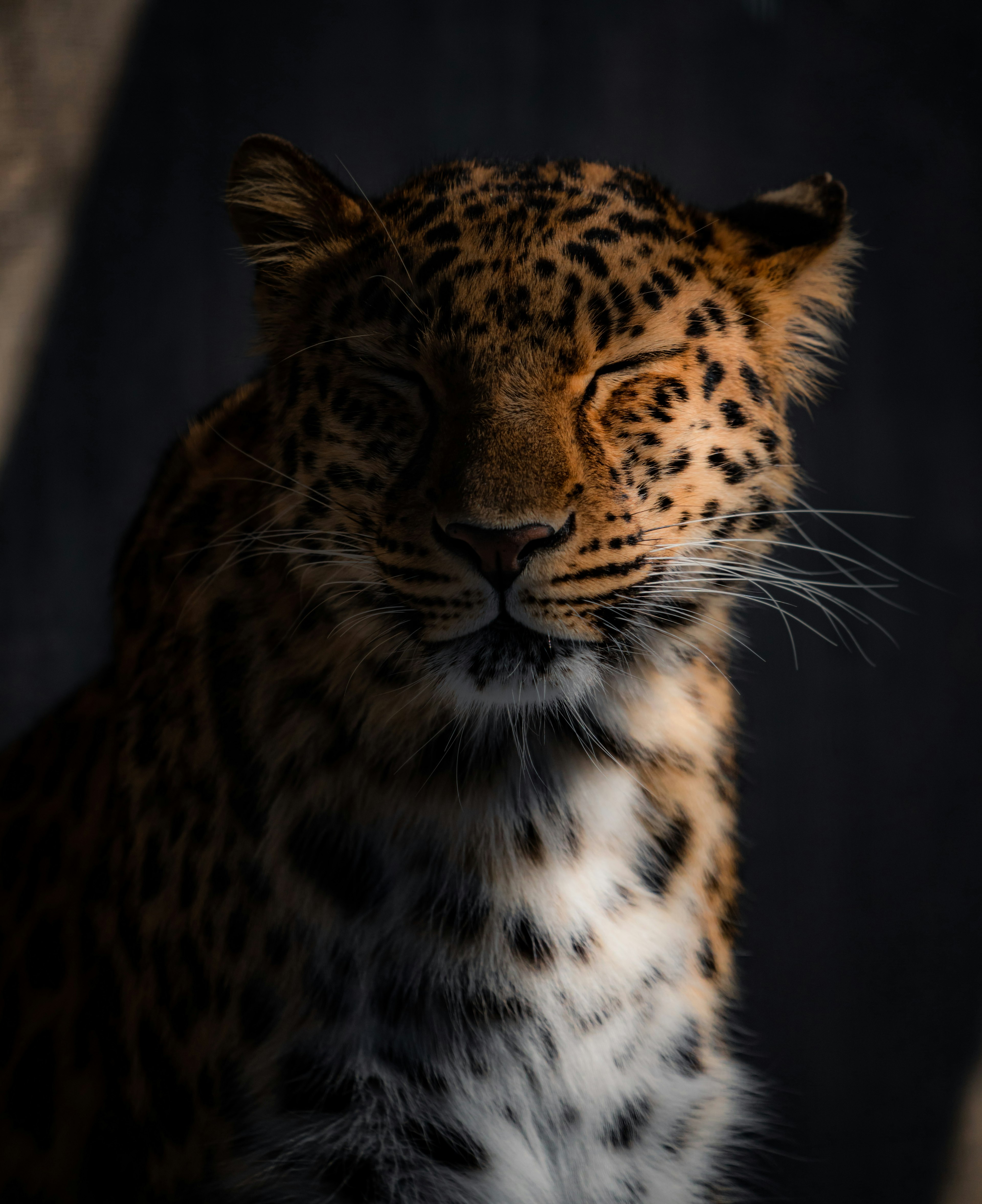 Leopard's face smiling in a dark background