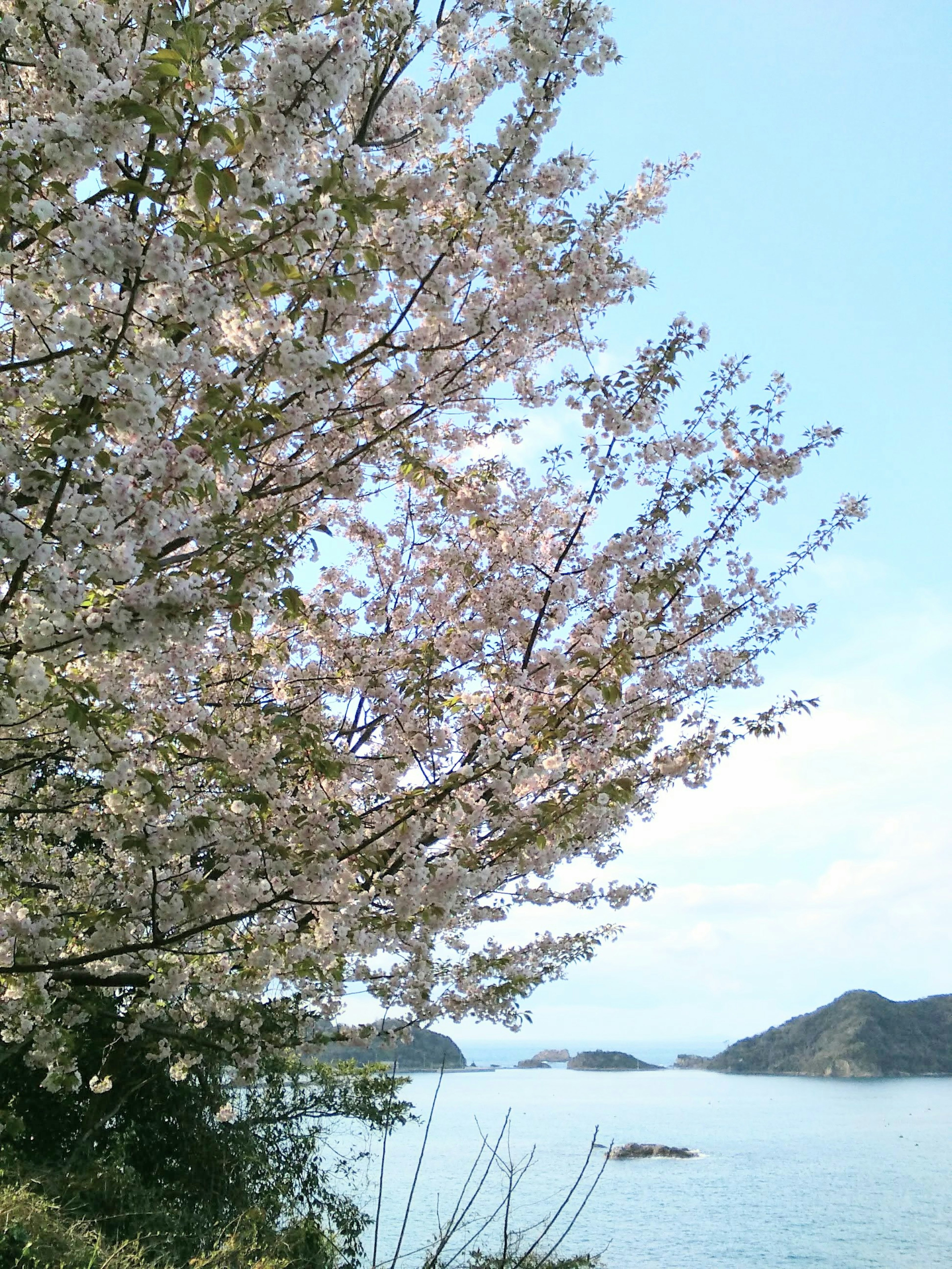 Árbol de cerezo junto al mar con islas distantes