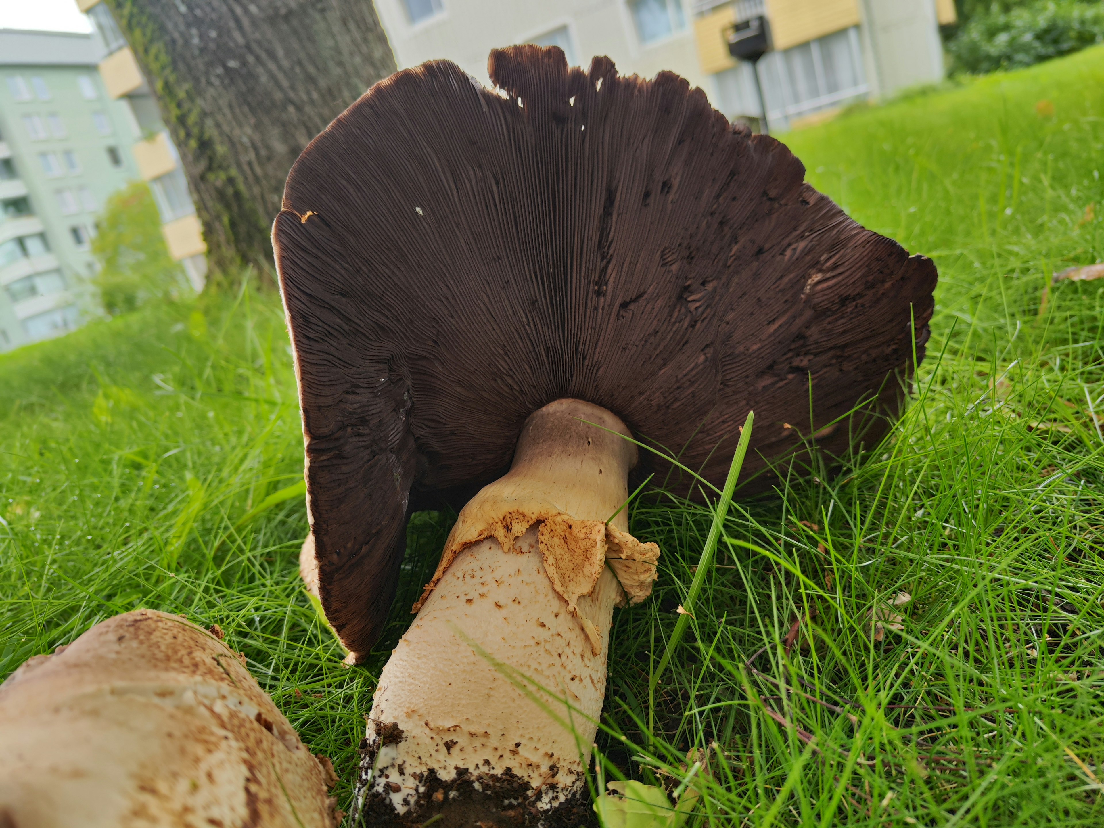 Large brown mushroom on green grass