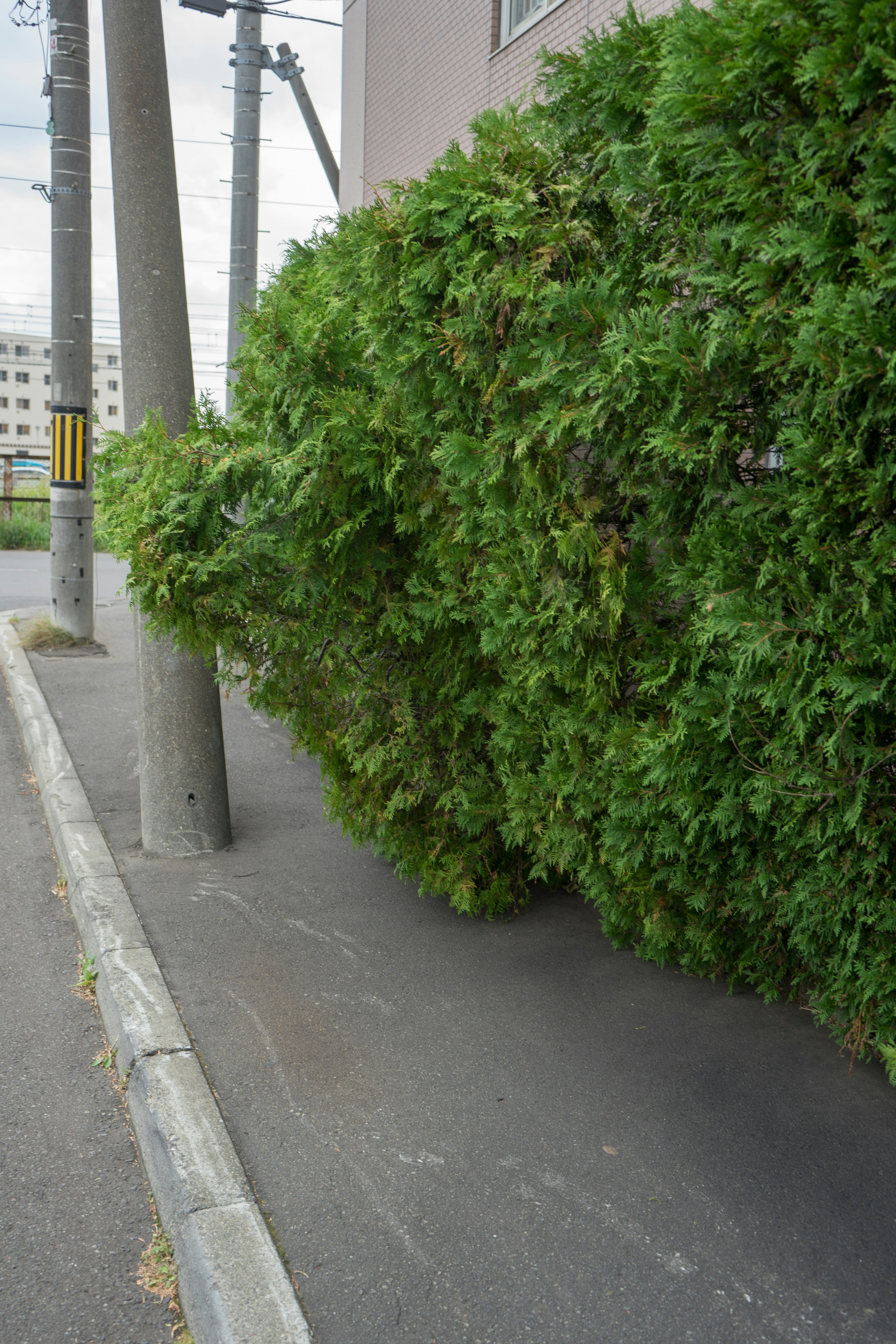 歩道にある緑の生垣と電柱の近くの風景