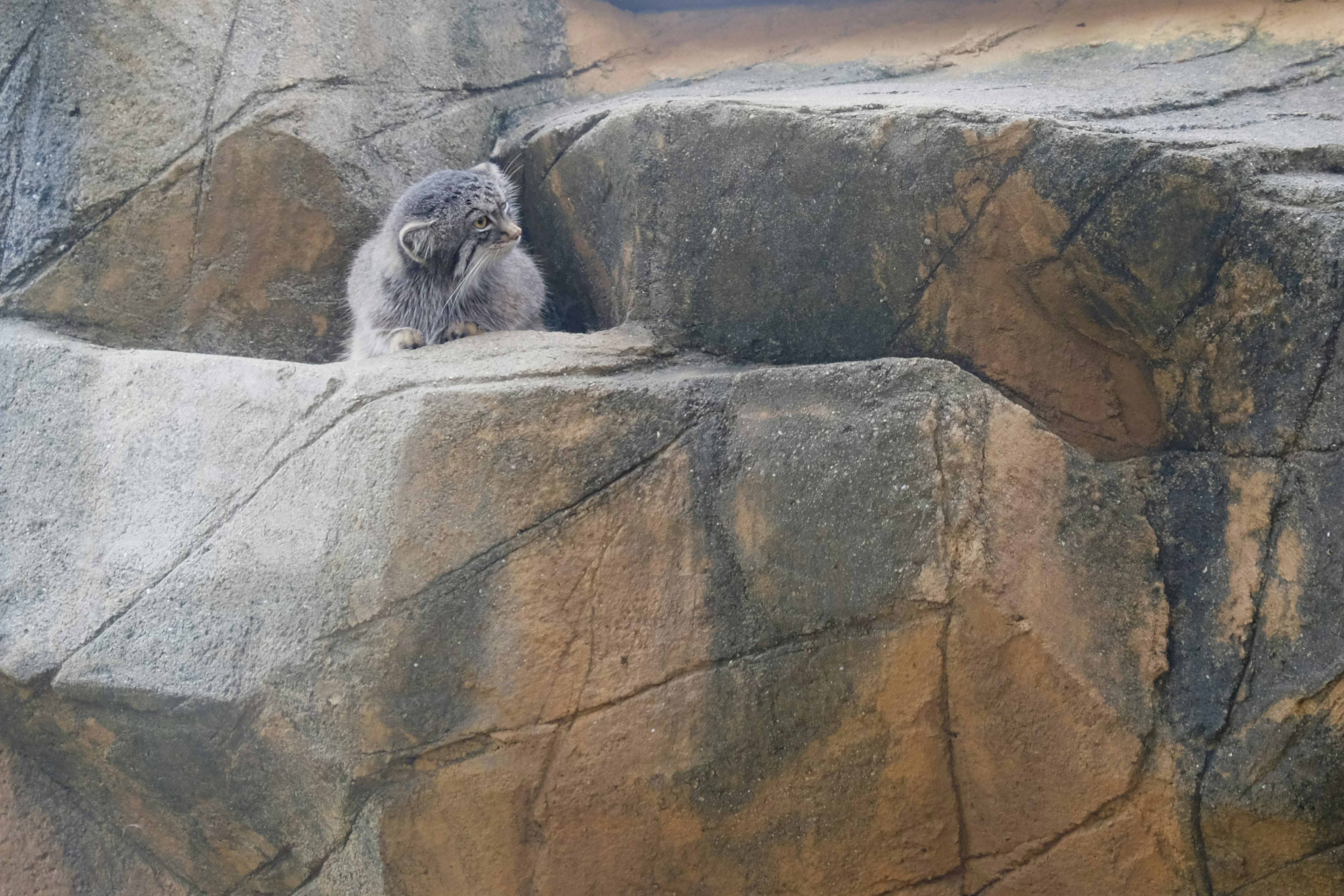 Furry animal resting on rocky ledge