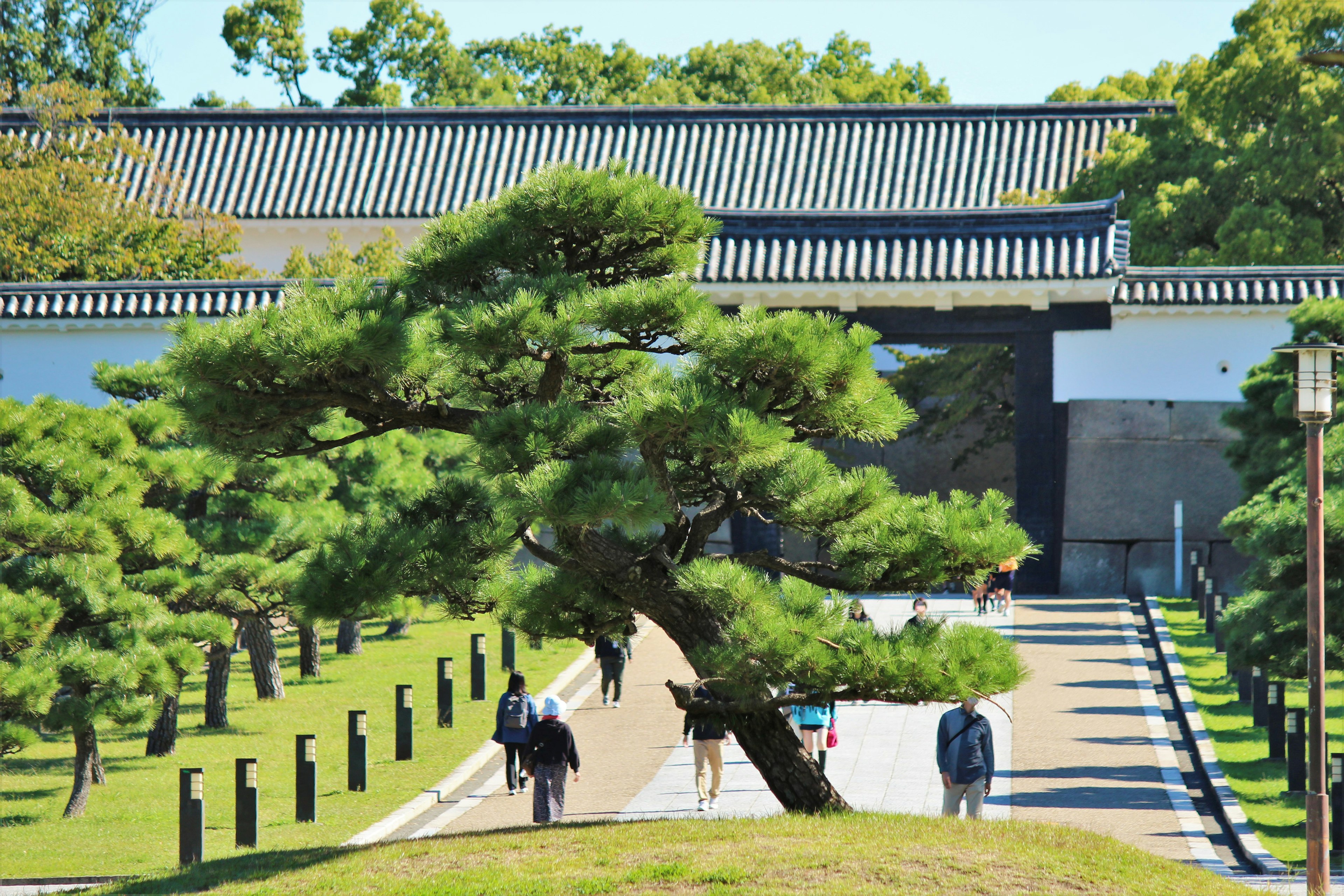 郁郁葱葱的松樹和傳統日本庭園中的遊客