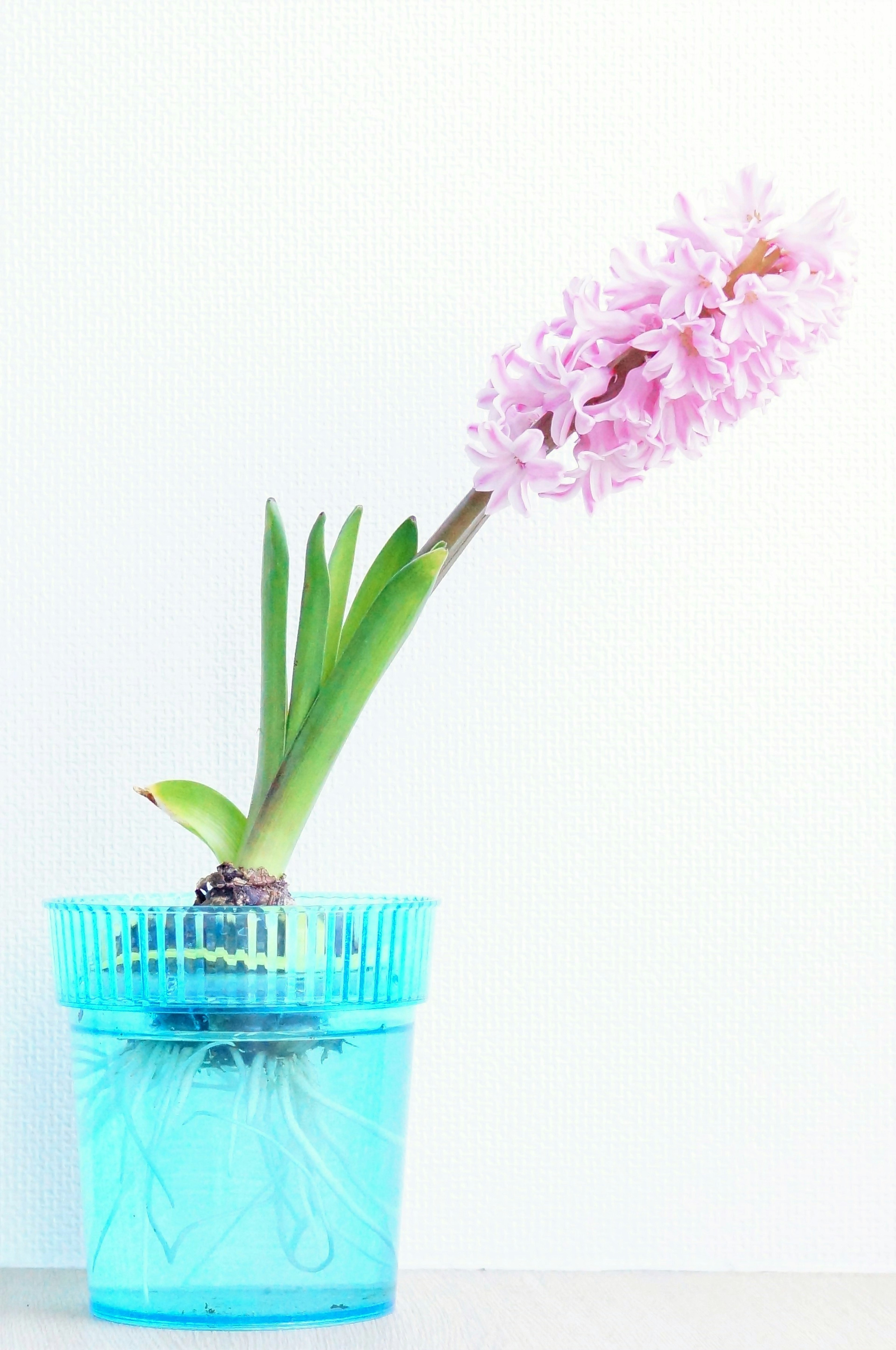 Fiore di giacinto rosa in un vaso di plastica blu