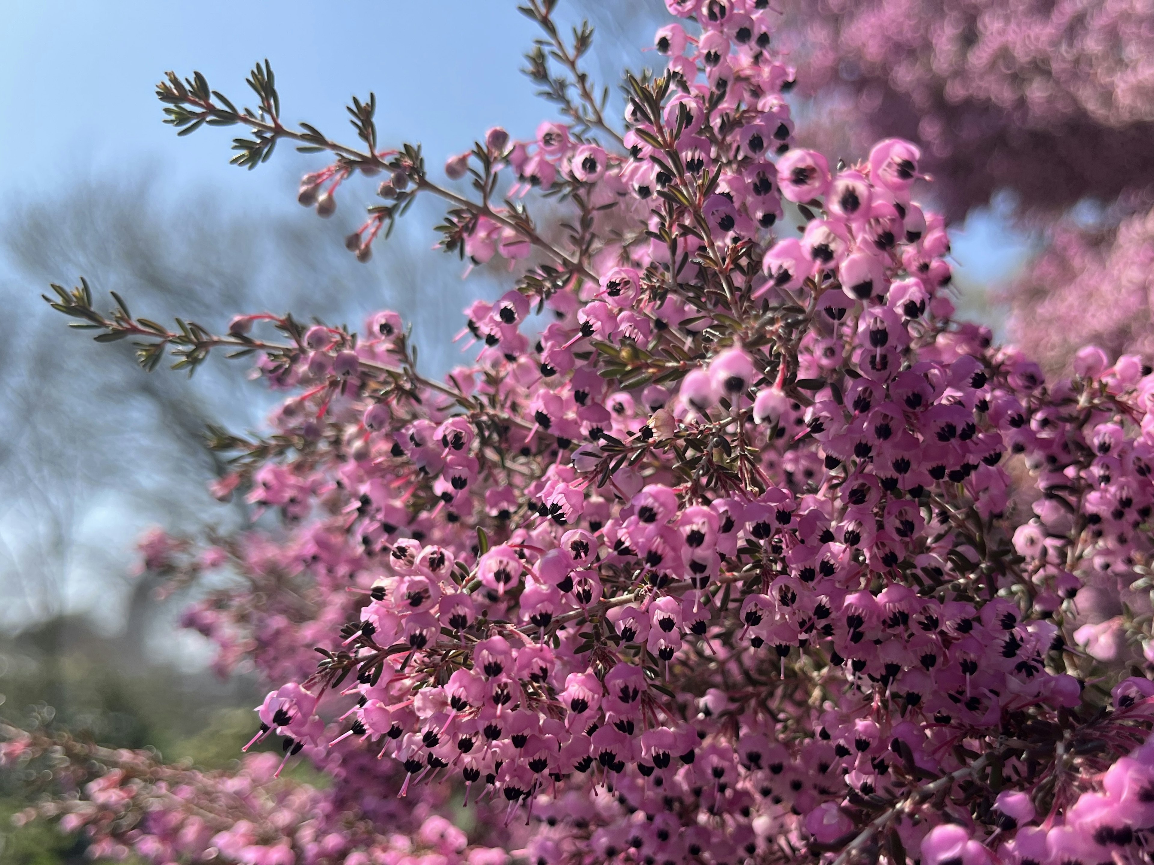 Close-up of vibrant pink flowers under a bright blue sky