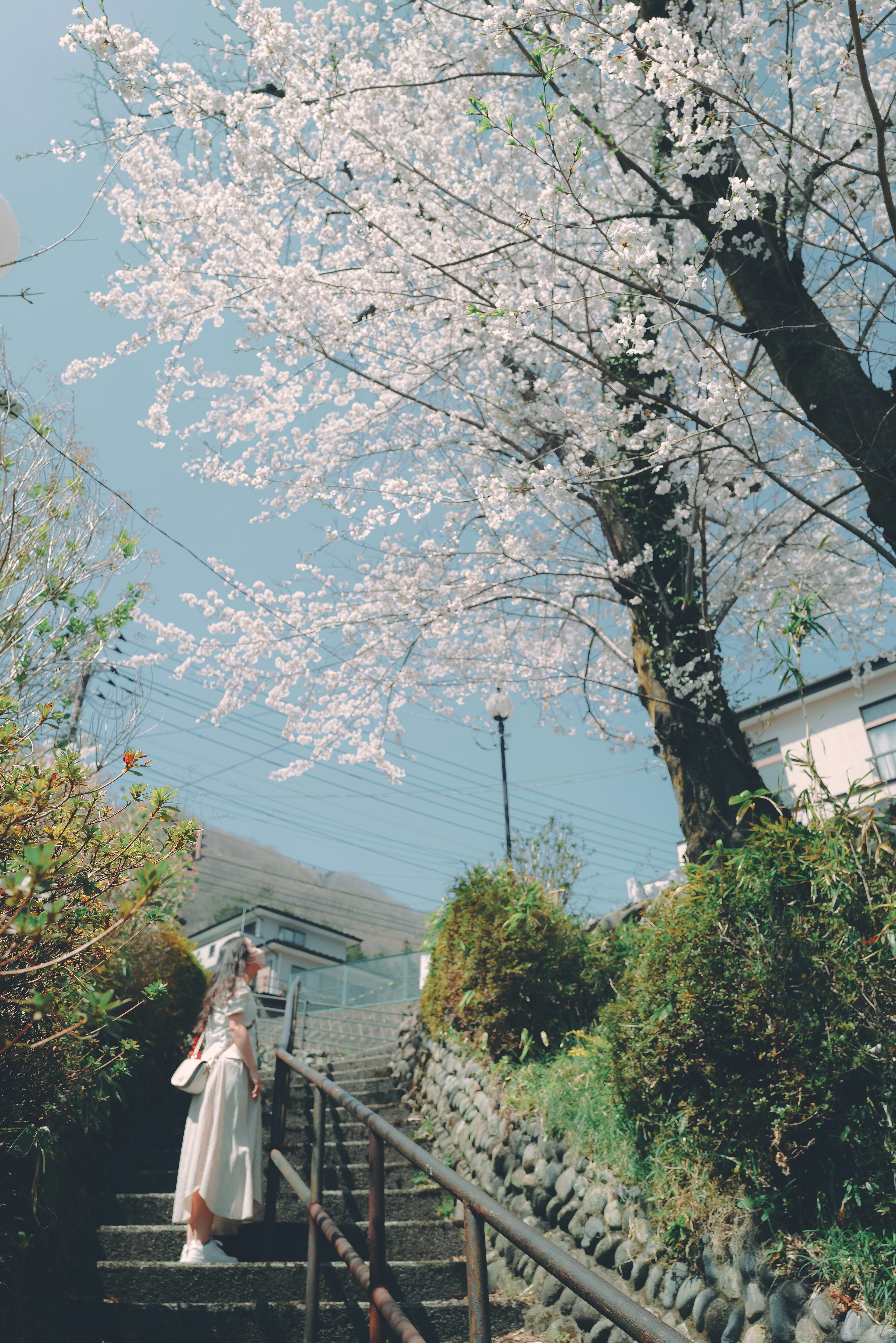 Une femme en tenue blanche montant des escaliers sous un cerisier en fleurs