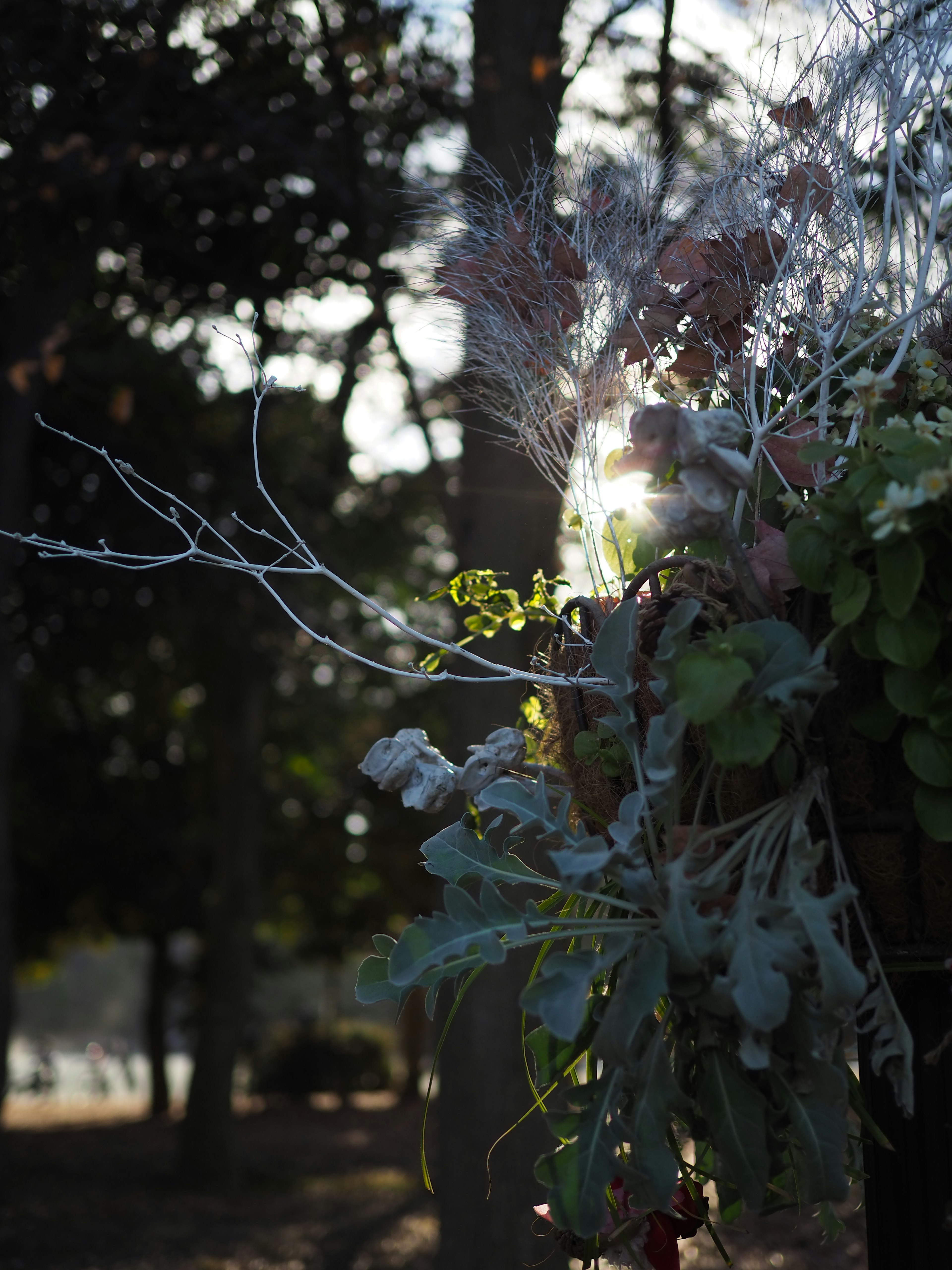 A beautiful arrangement of plants illuminated by sunlight in a natural setting