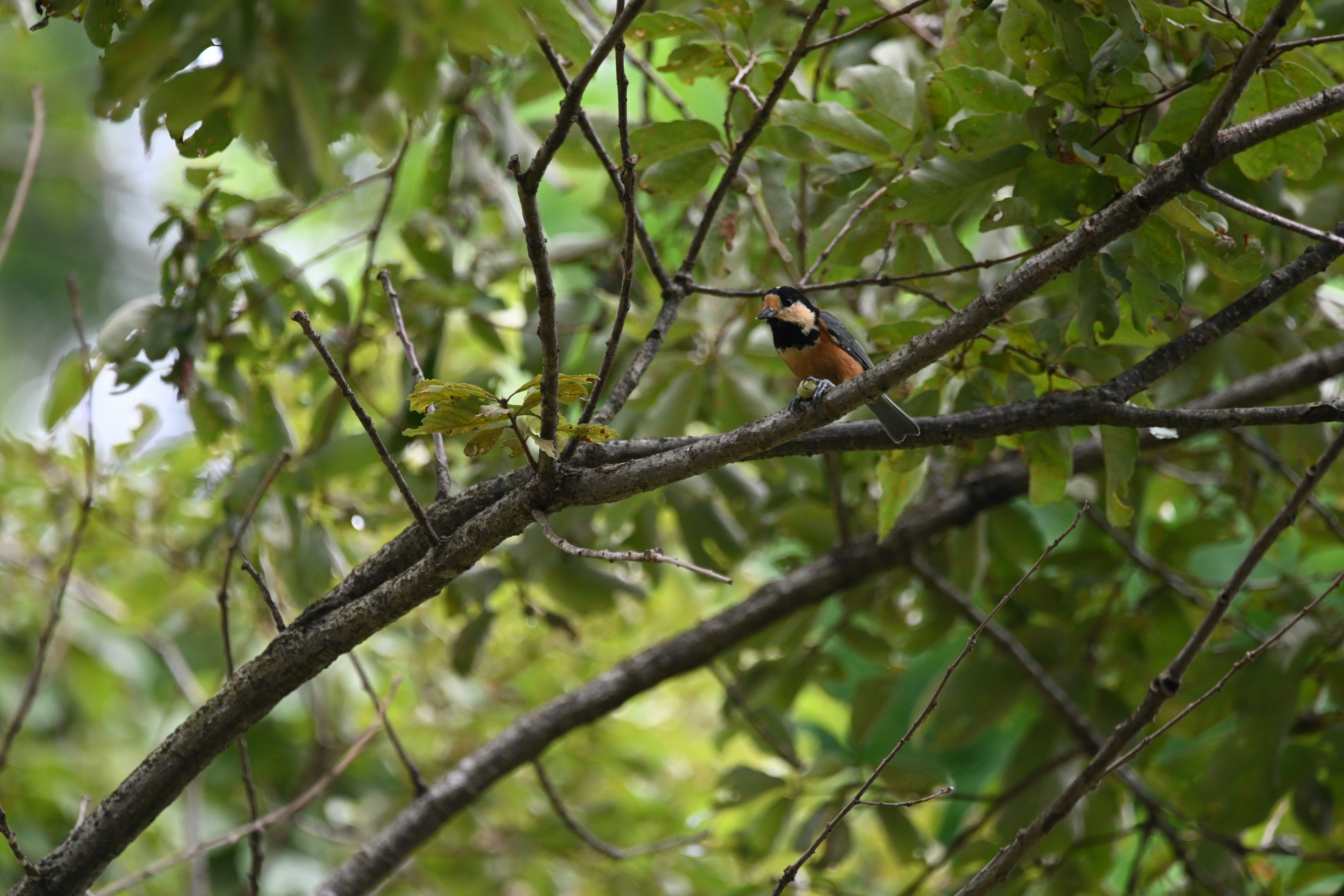 A small bird perched on a branch surrounded by green leaves