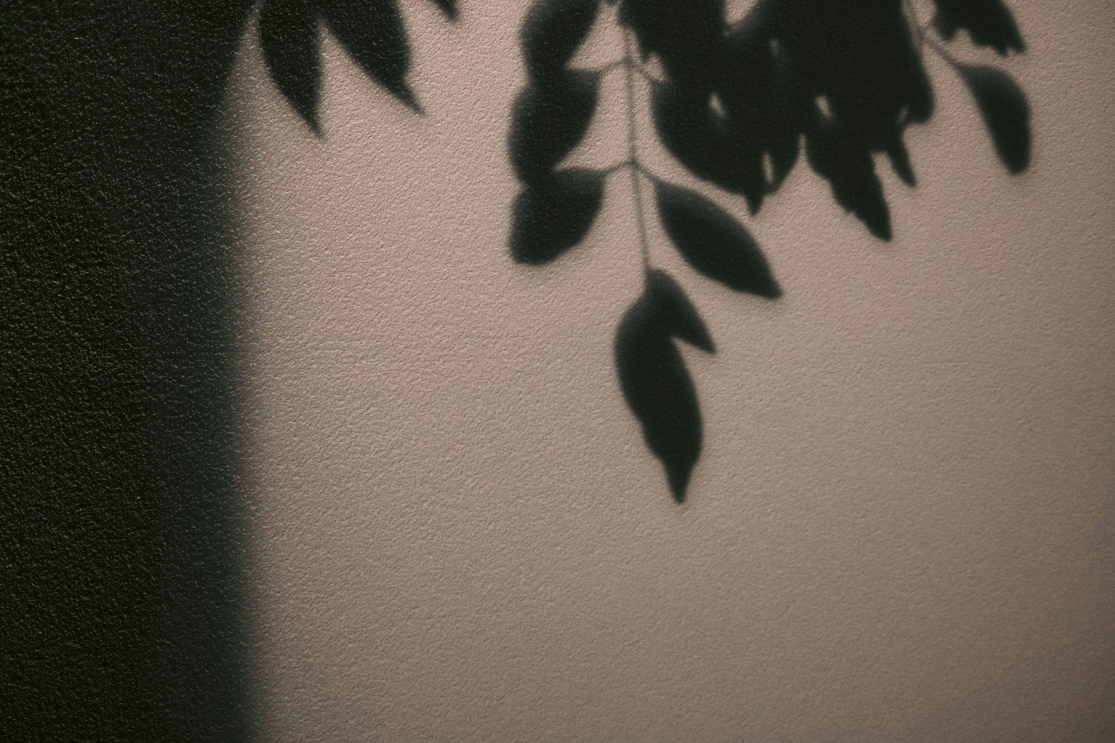 Ombre des feuilles projetée sur un mur dans un style minimaliste