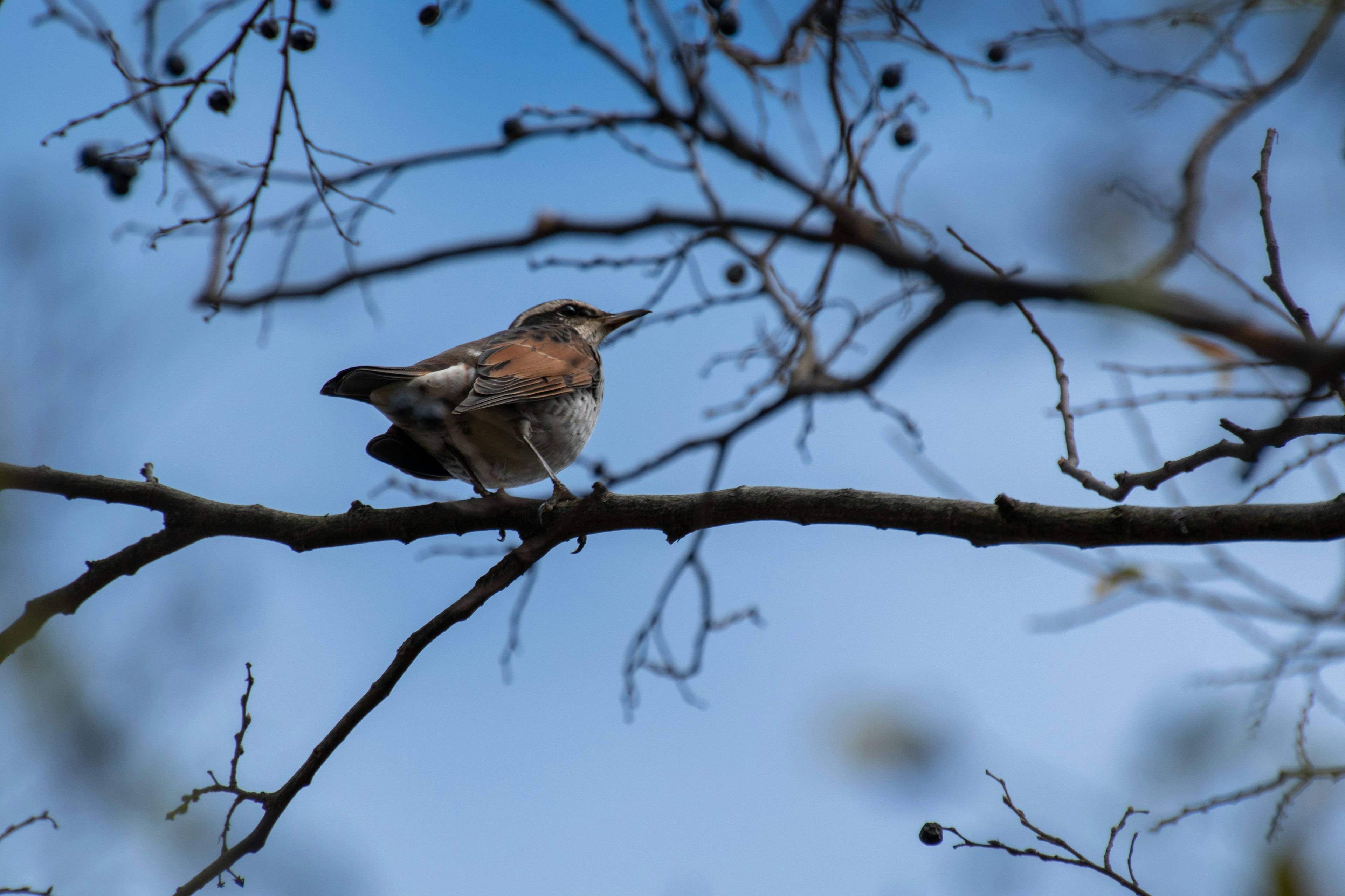 Un pequeño pájaro posado en una rama bajo un cielo azul