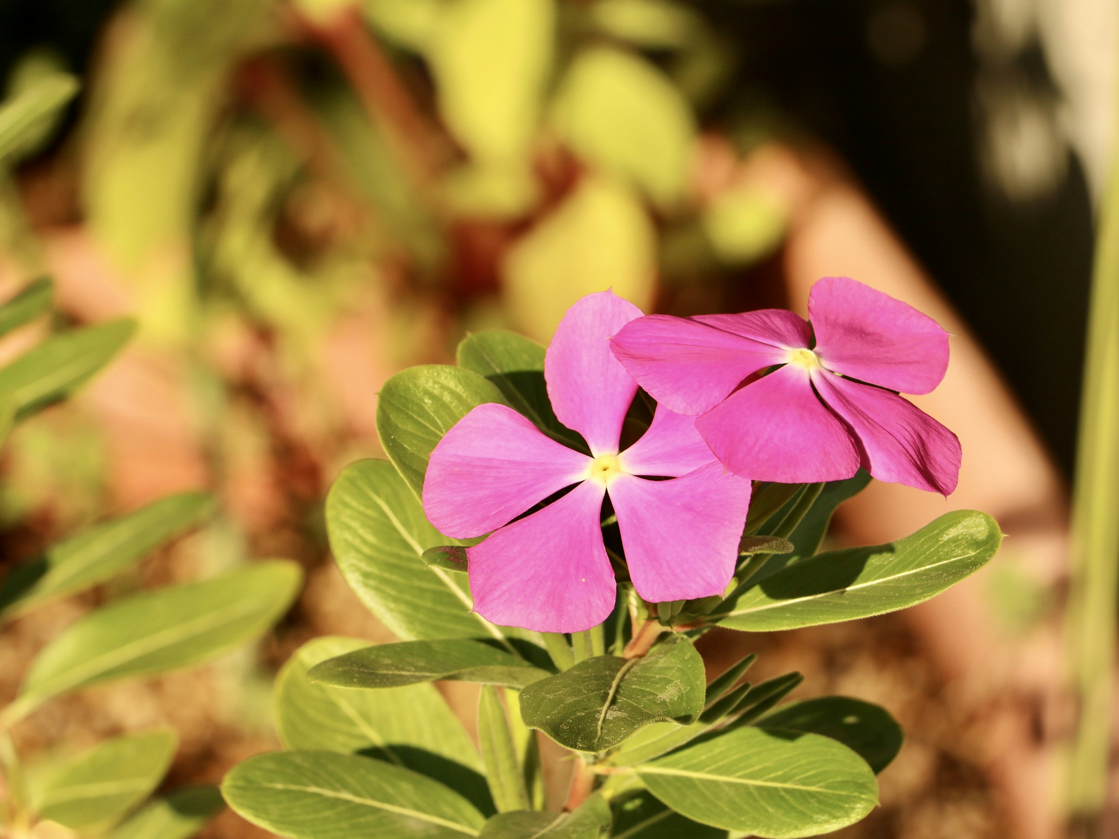 Primer plano de una planta con flores moradas y hojas verdes