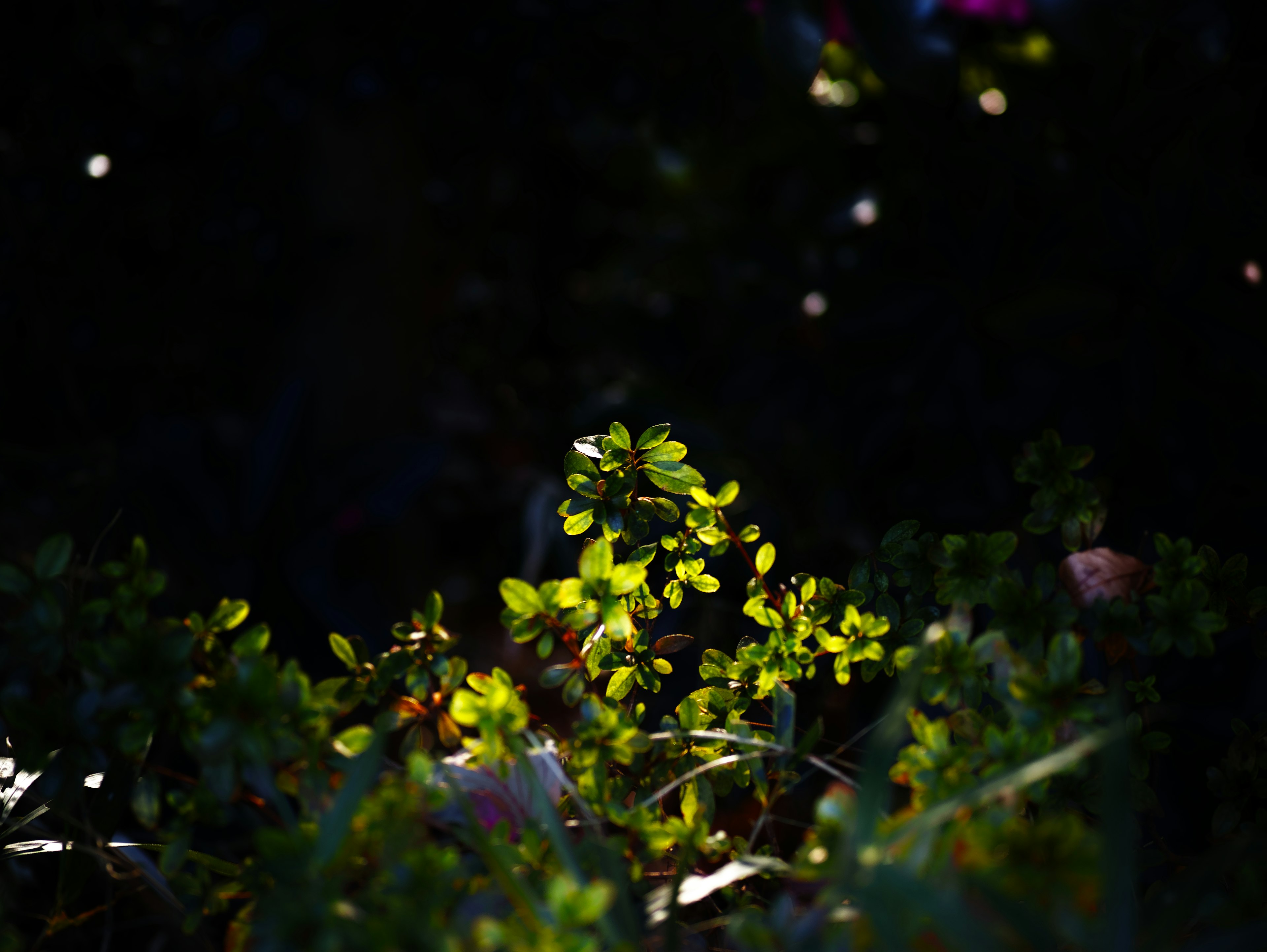 Small green leaves illuminated against a dark background