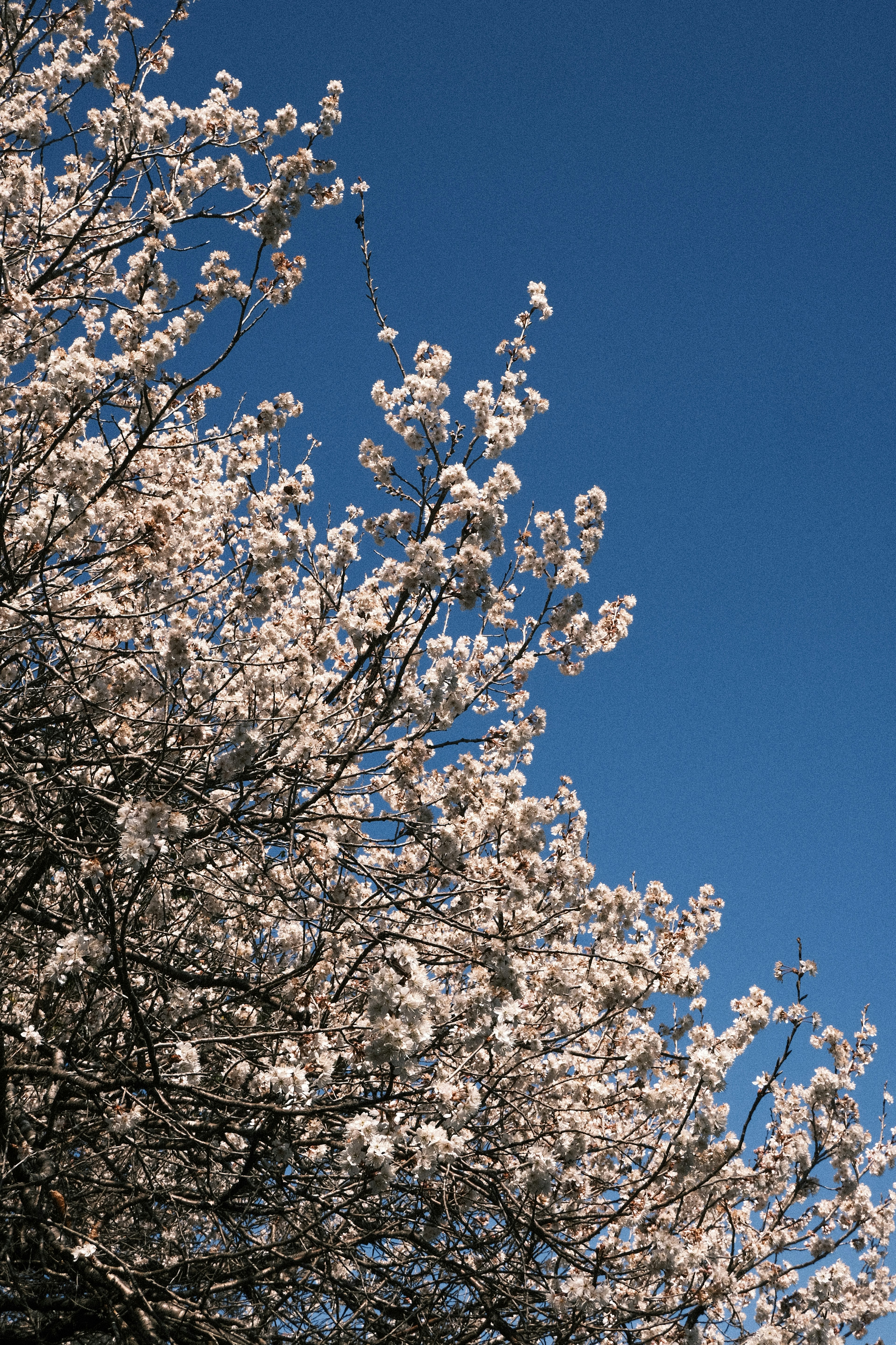 青い空の下に咲く桜の花の木