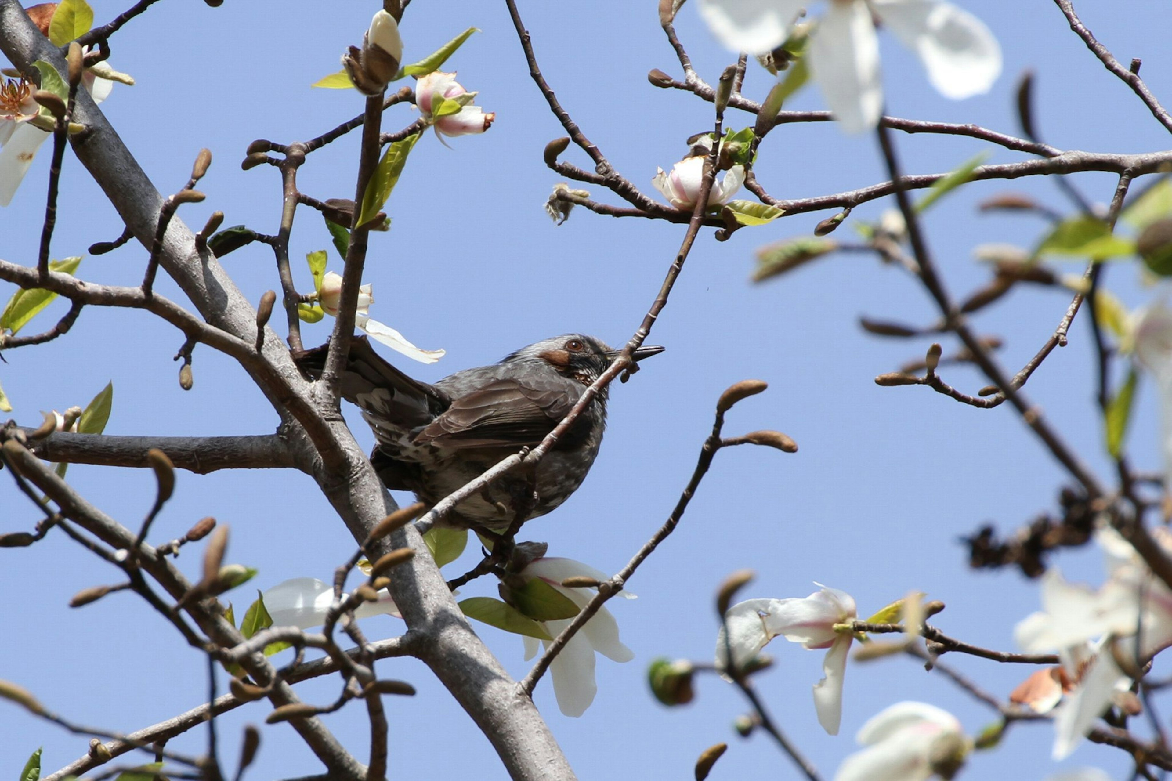 青空の下で花が咲く木の枝に止まっている小鳥