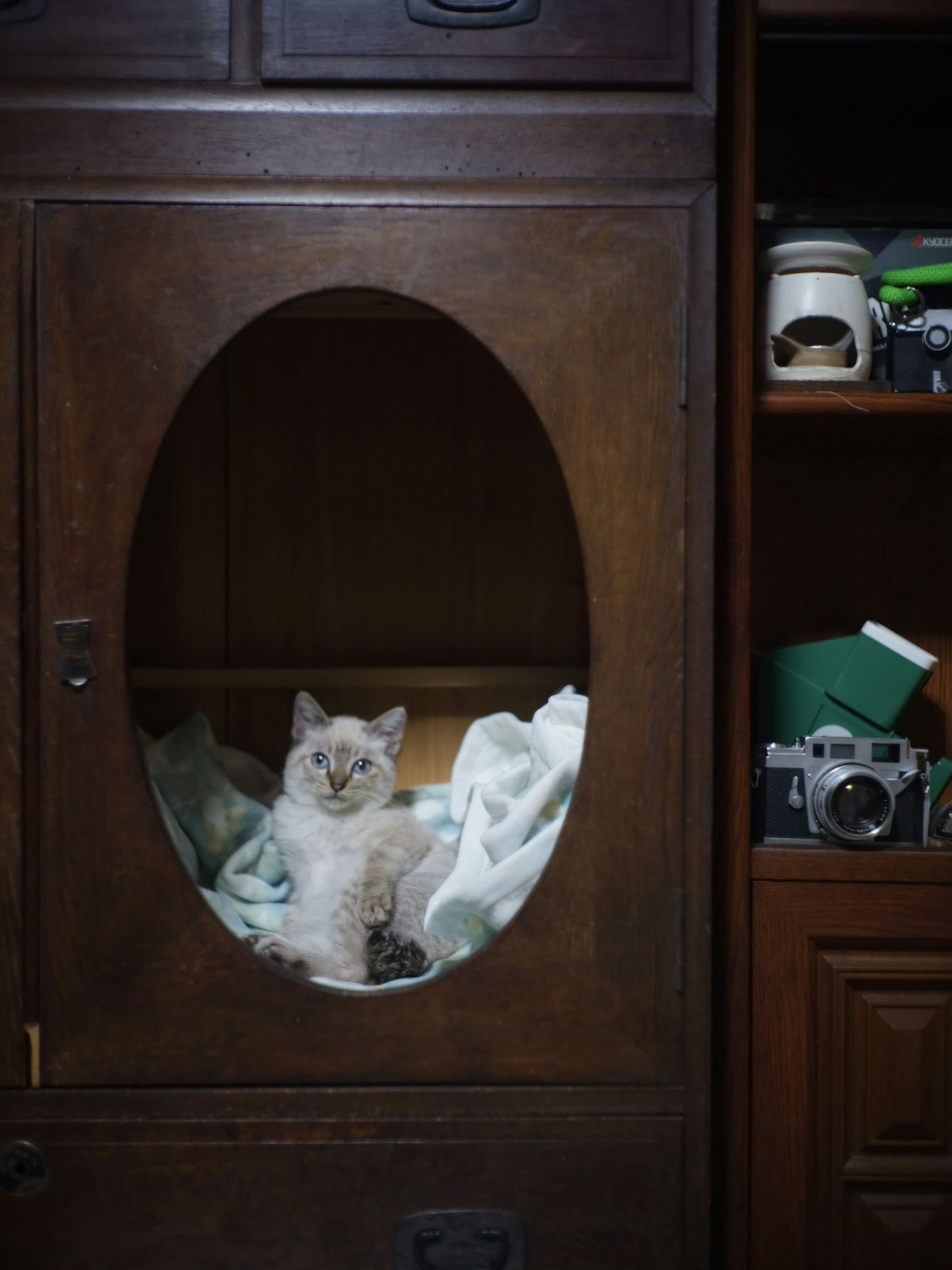 A kitten sitting inside a wooden cabinet with a light-colored fur and a white blanket