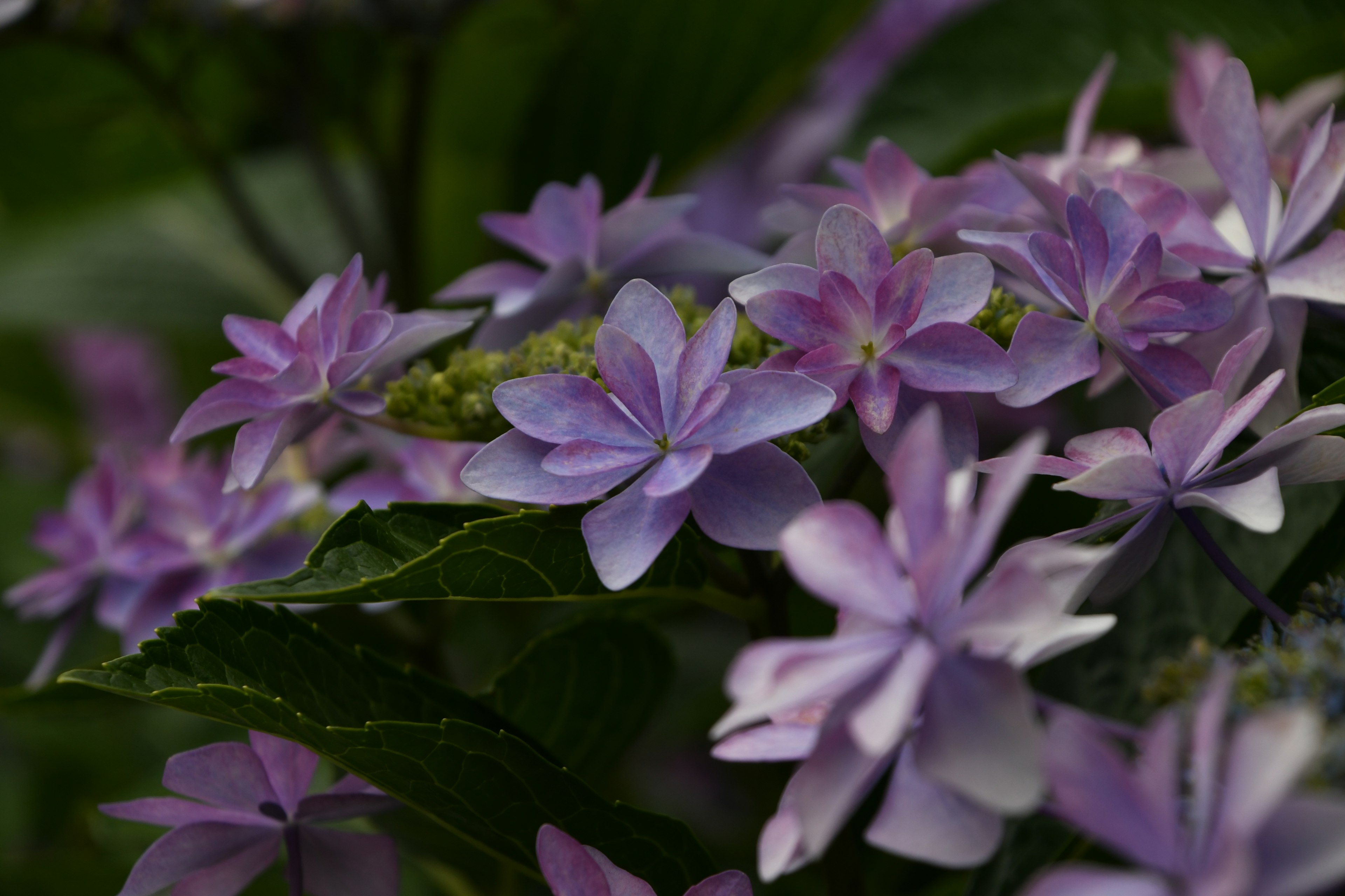 Nahaufnahme von lila Blumen mit grünen Blättern im Hintergrund