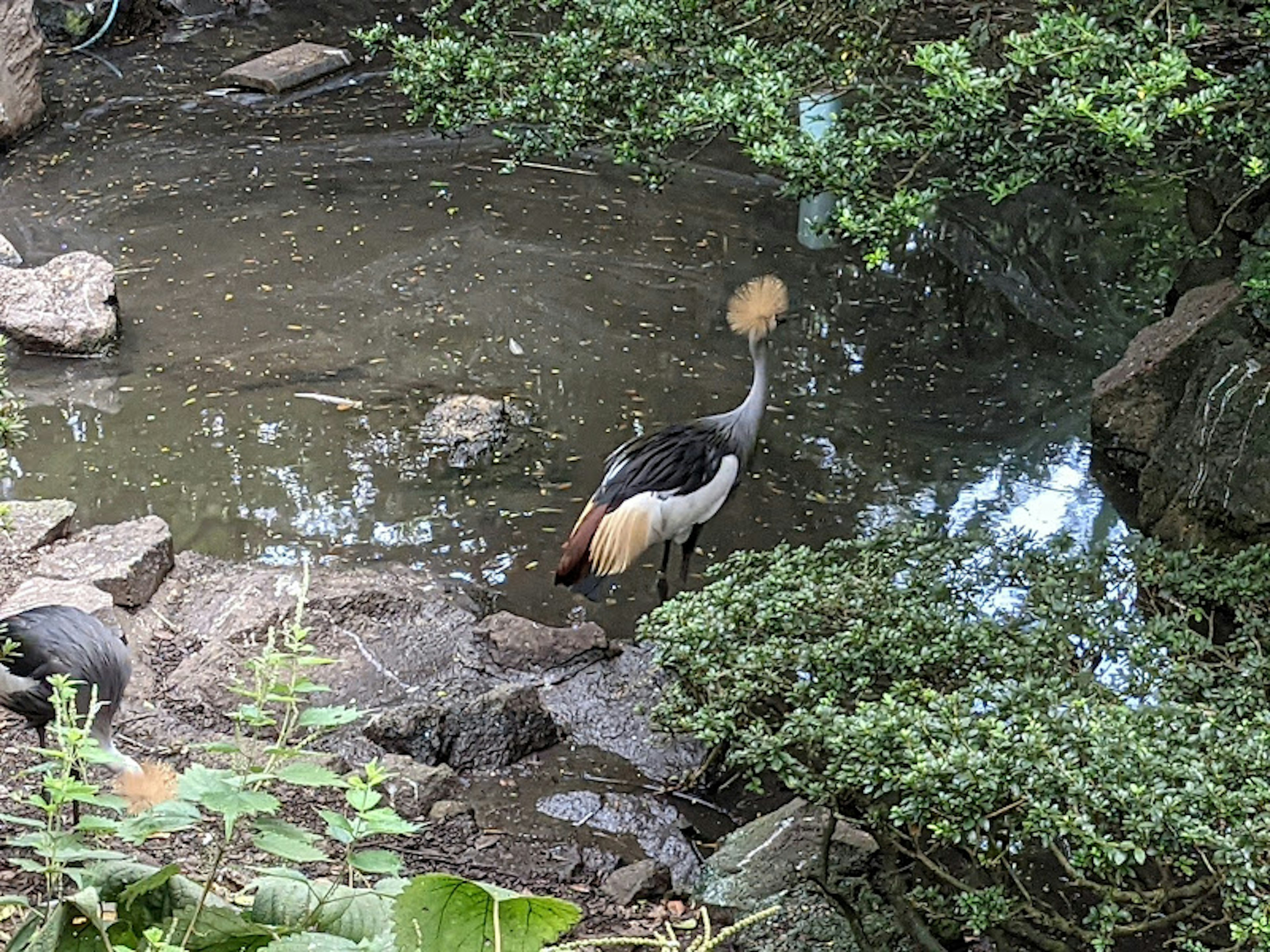 A beautiful crane standing near a pond surrounded by lush greenery