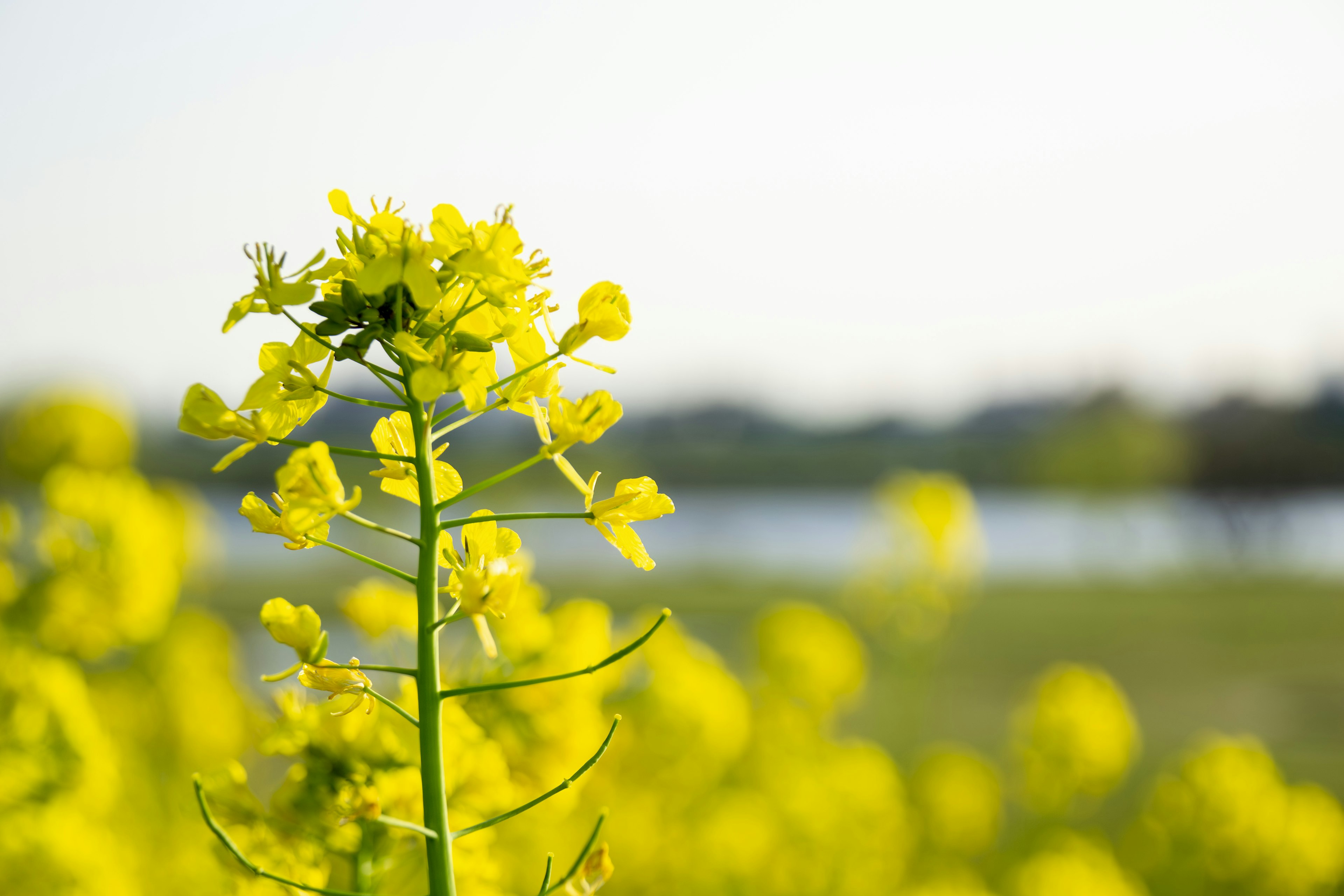 Kedekatan bunga rapeseed kuning cerah dengan latar belakang kabur dari ladang dan danau