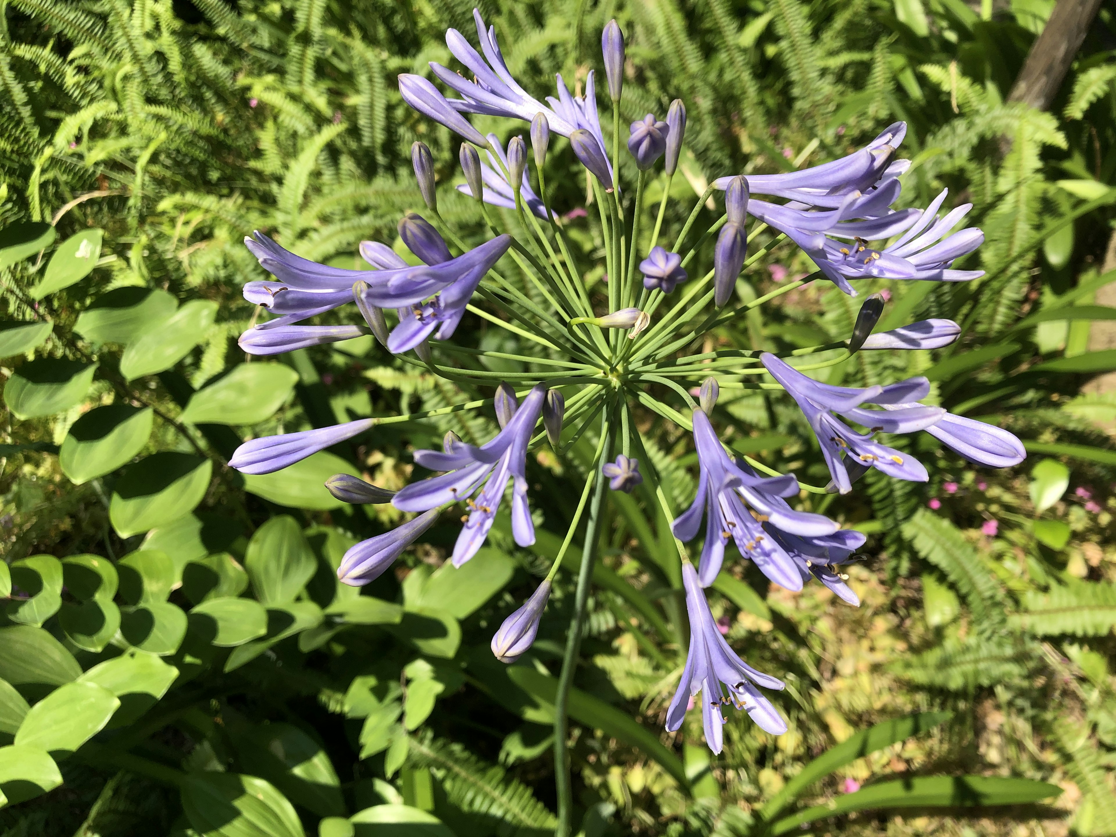 Nahaufnahme einer lila Blume umgeben von grünem Laub