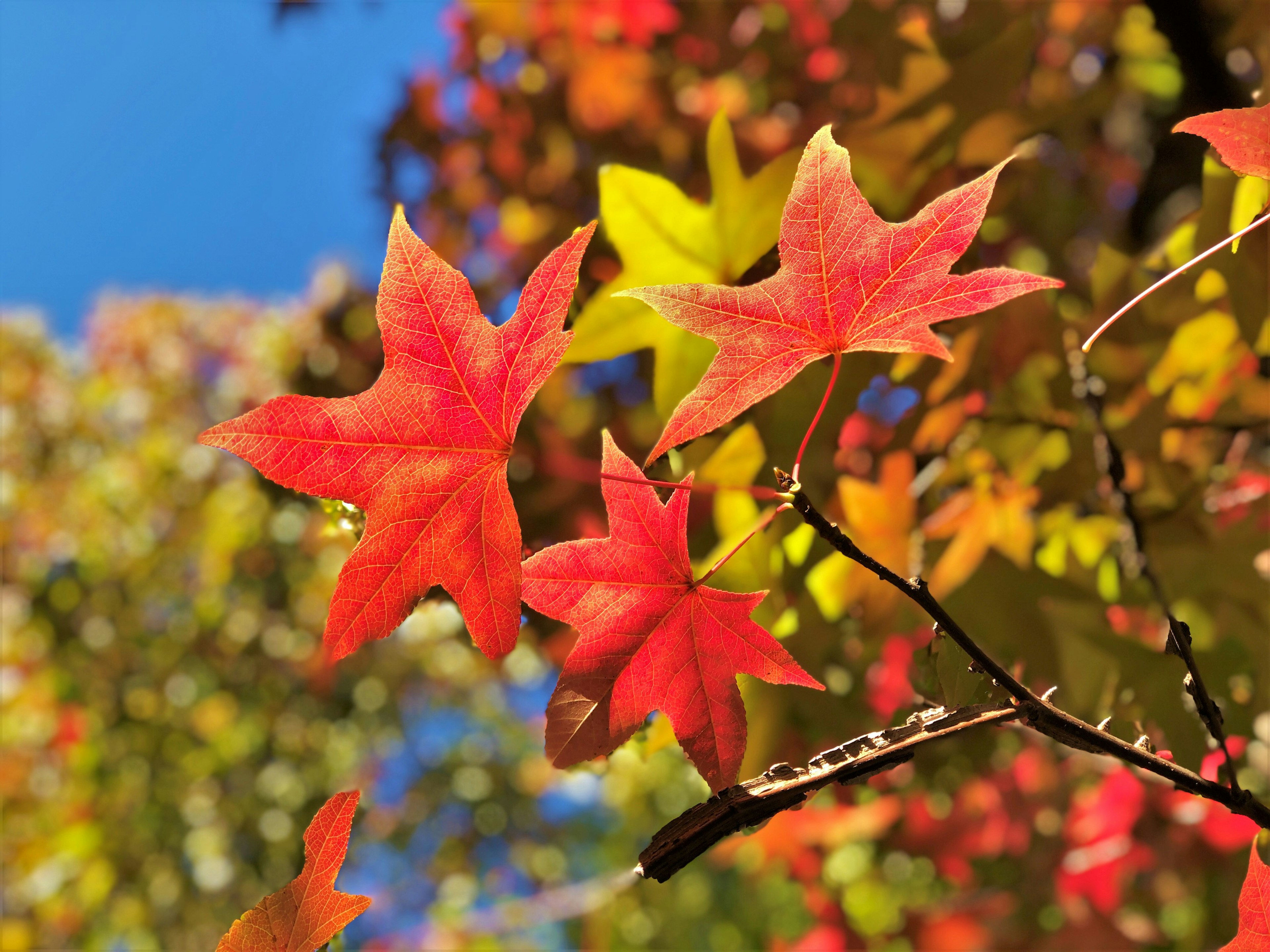 秋の紅葉した葉が青空の下で鮮やかに映える