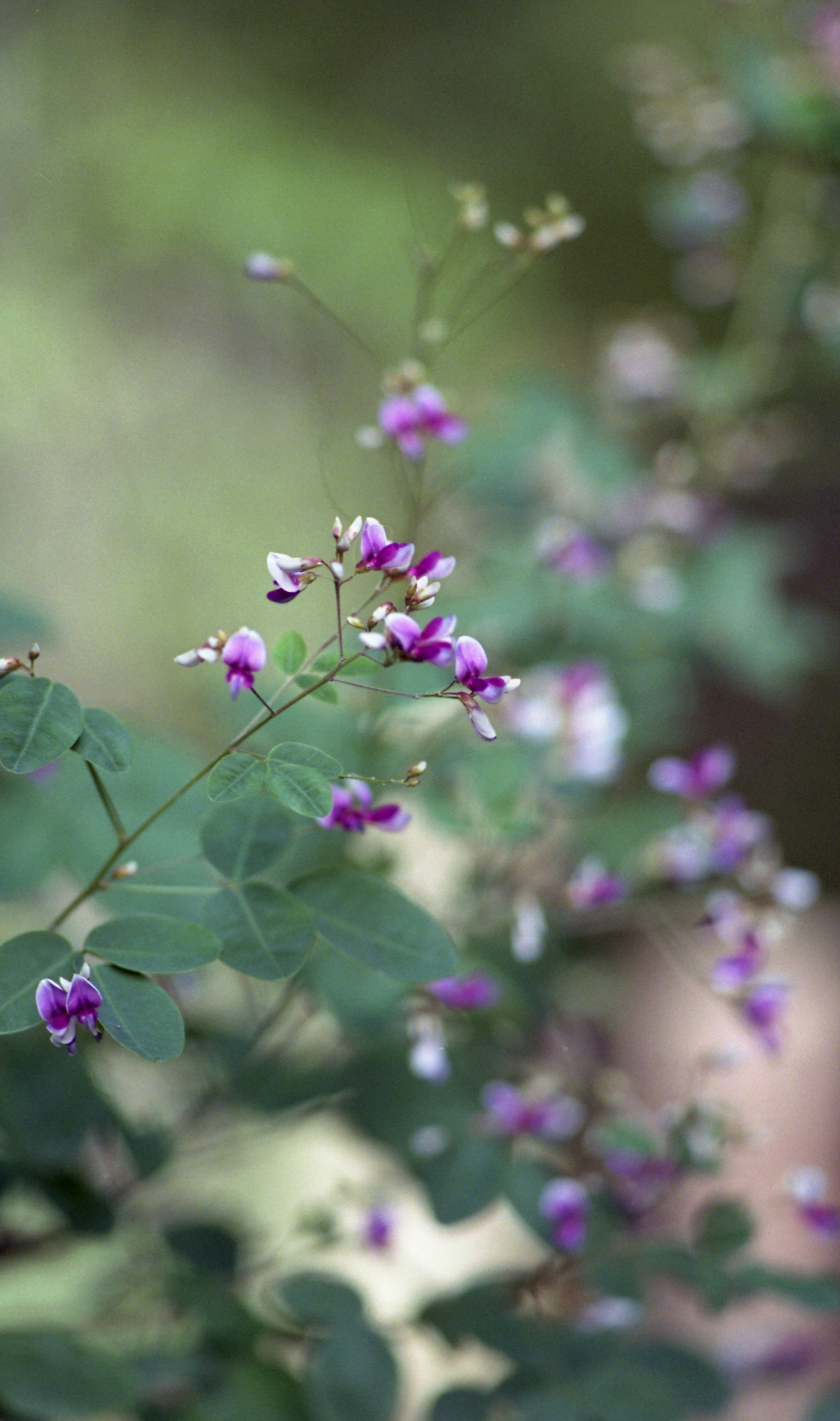 Close-up of a plant with purple flowers blurred background