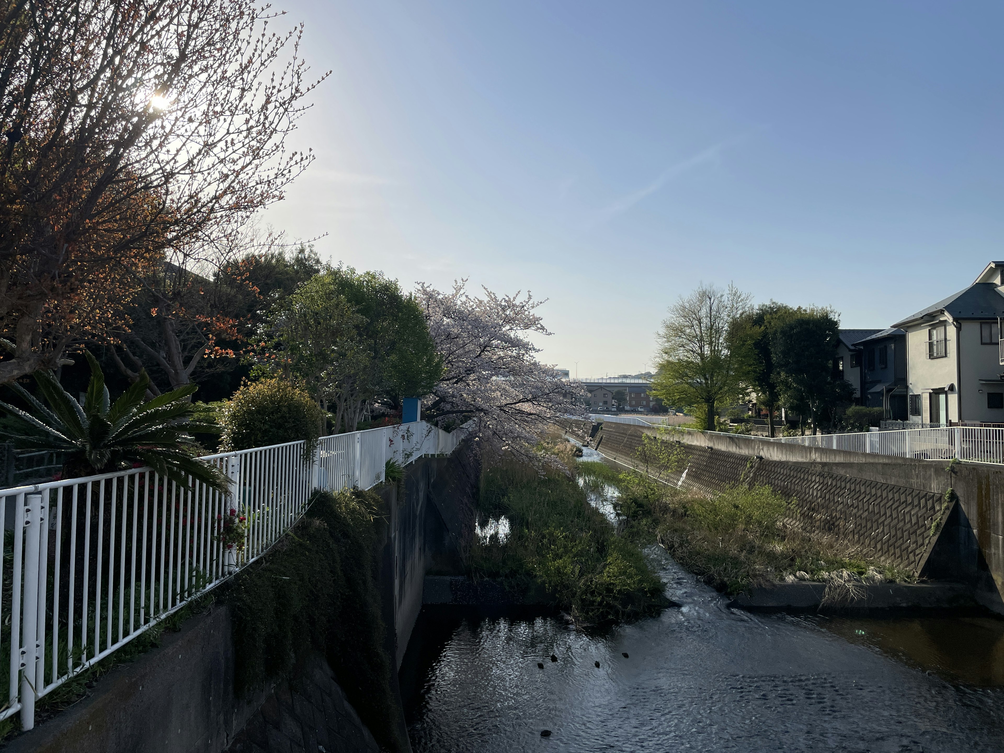 Vista escénica de cerezos en flor a lo largo de un río bajo un cielo azul claro