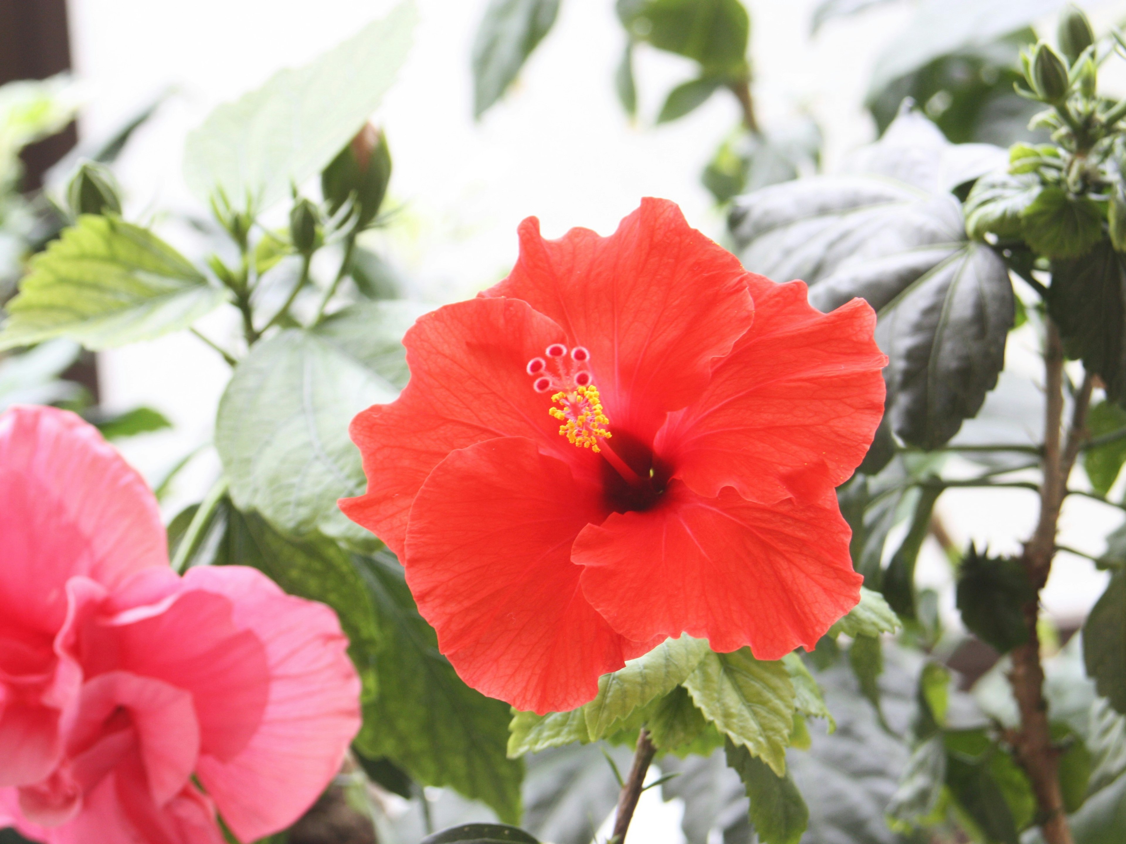 Vibrante orange Hibiskusblüte mit grünen Blättern