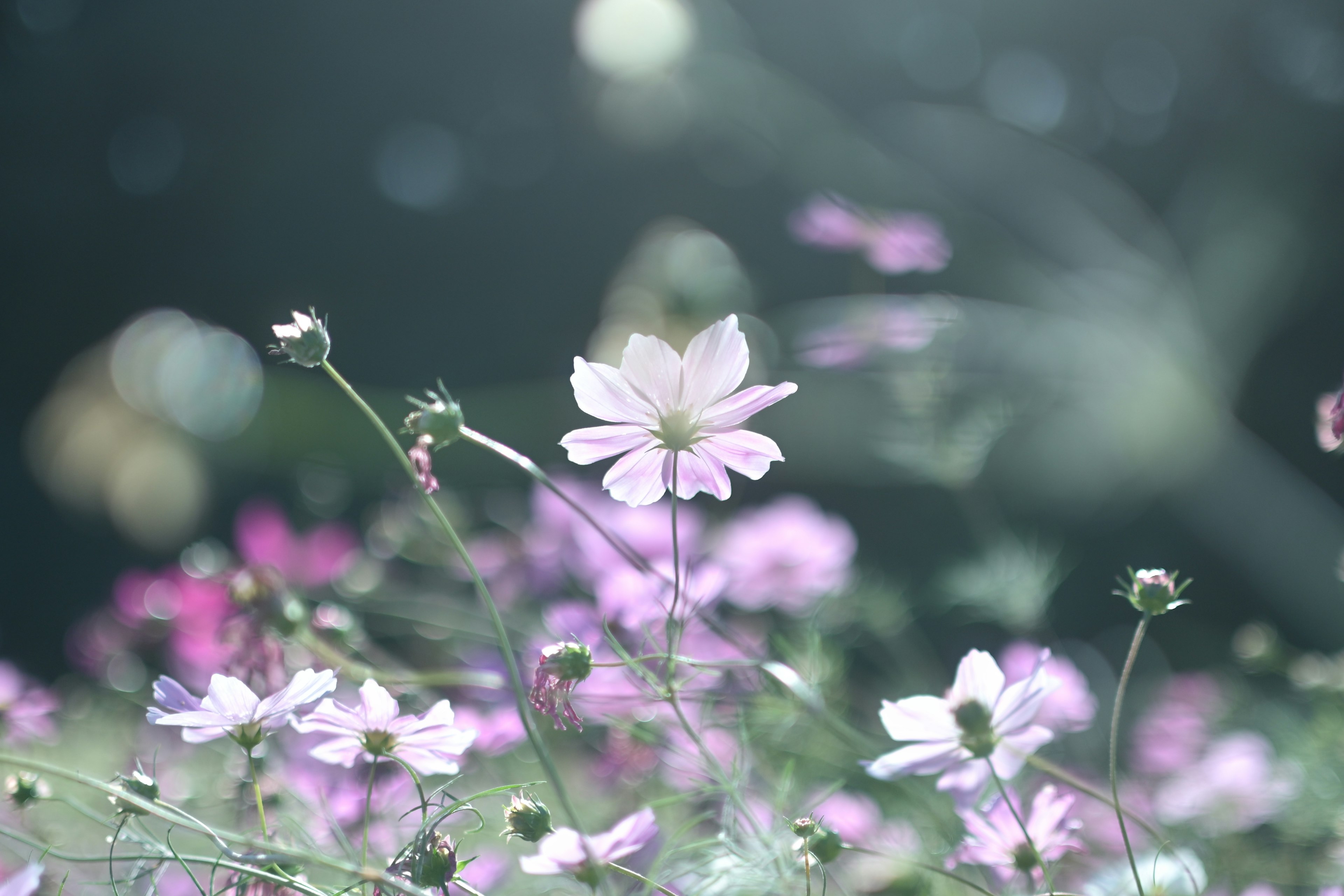 ภาพทิวทัศน์ที่เงียบสงบพร้อมดอกไม้สีชมพูที่บาน