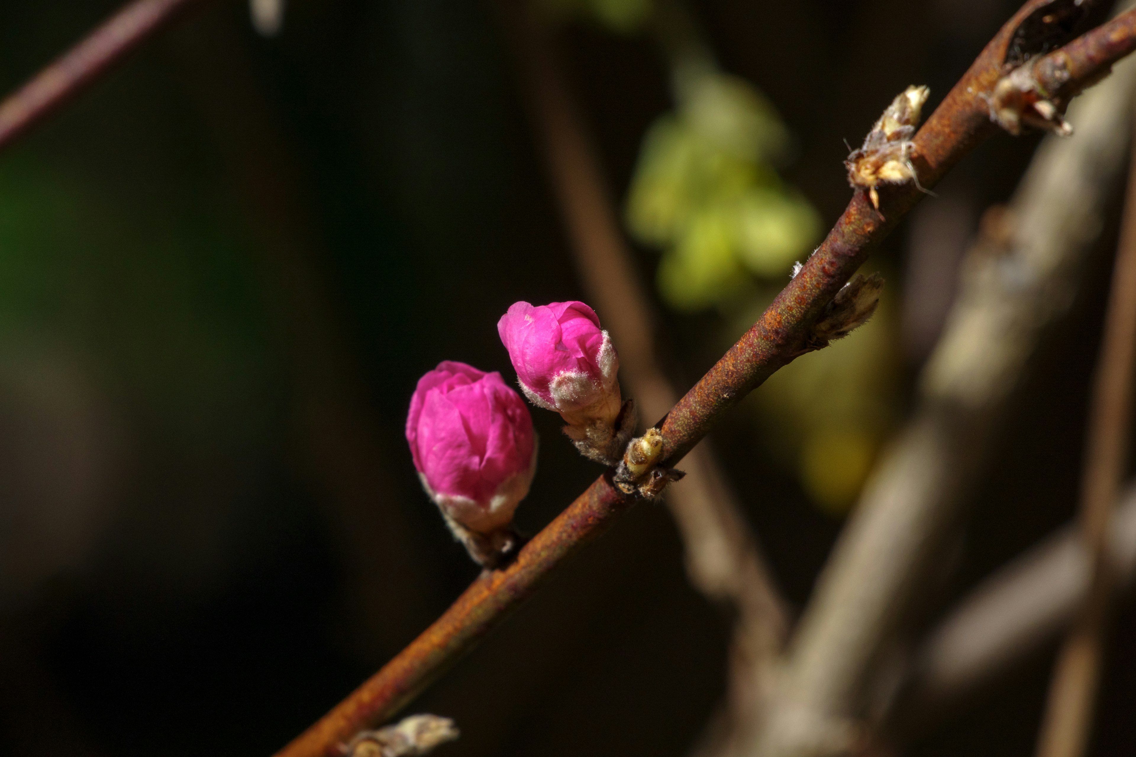 Nahaufnahme von Ästen mit rosa Knospen