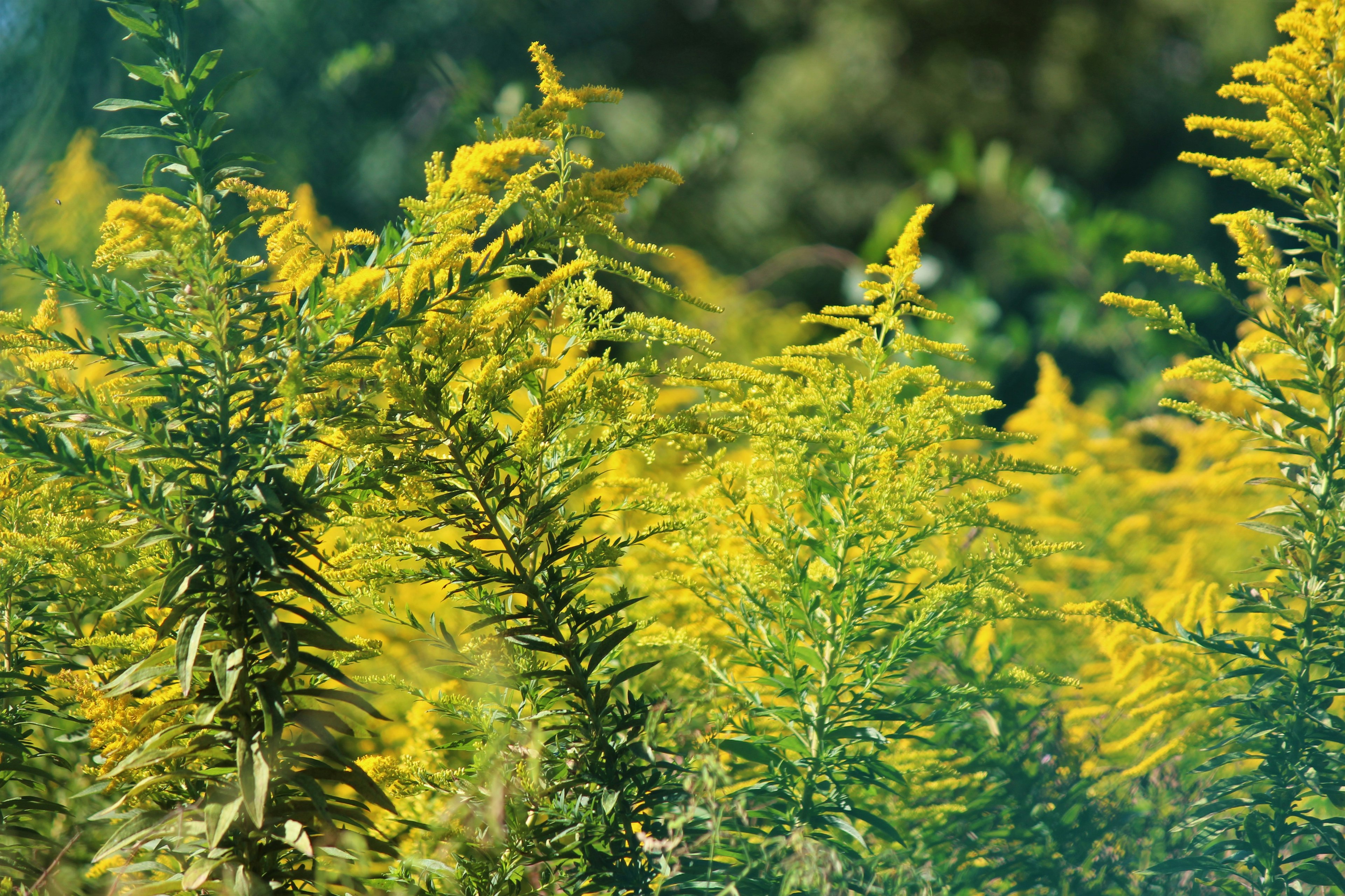 Groupe de plantes fleuries jaunes vives