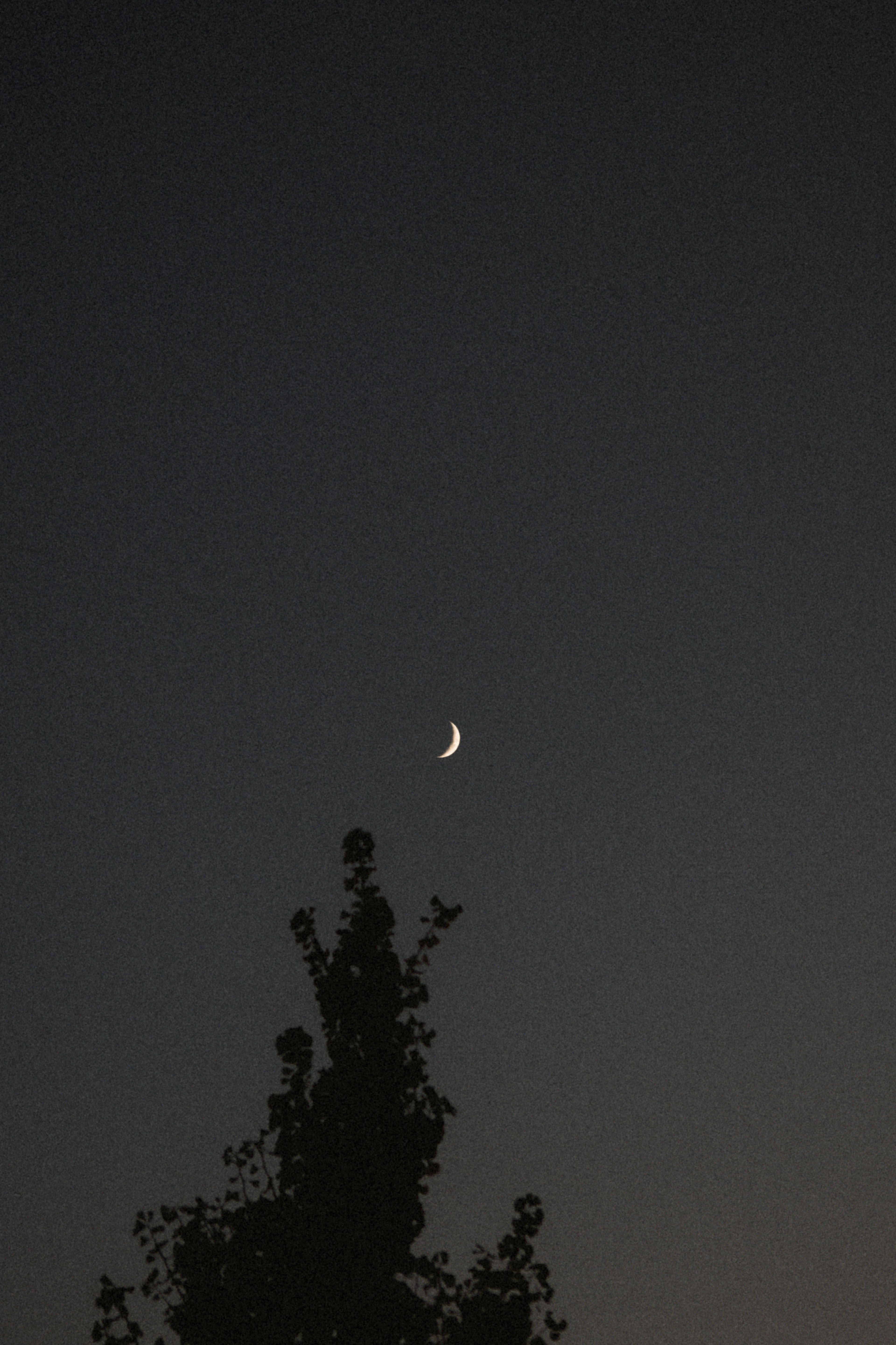 Lune croissante dans le ciel nocturne avec un arbre en silhouette