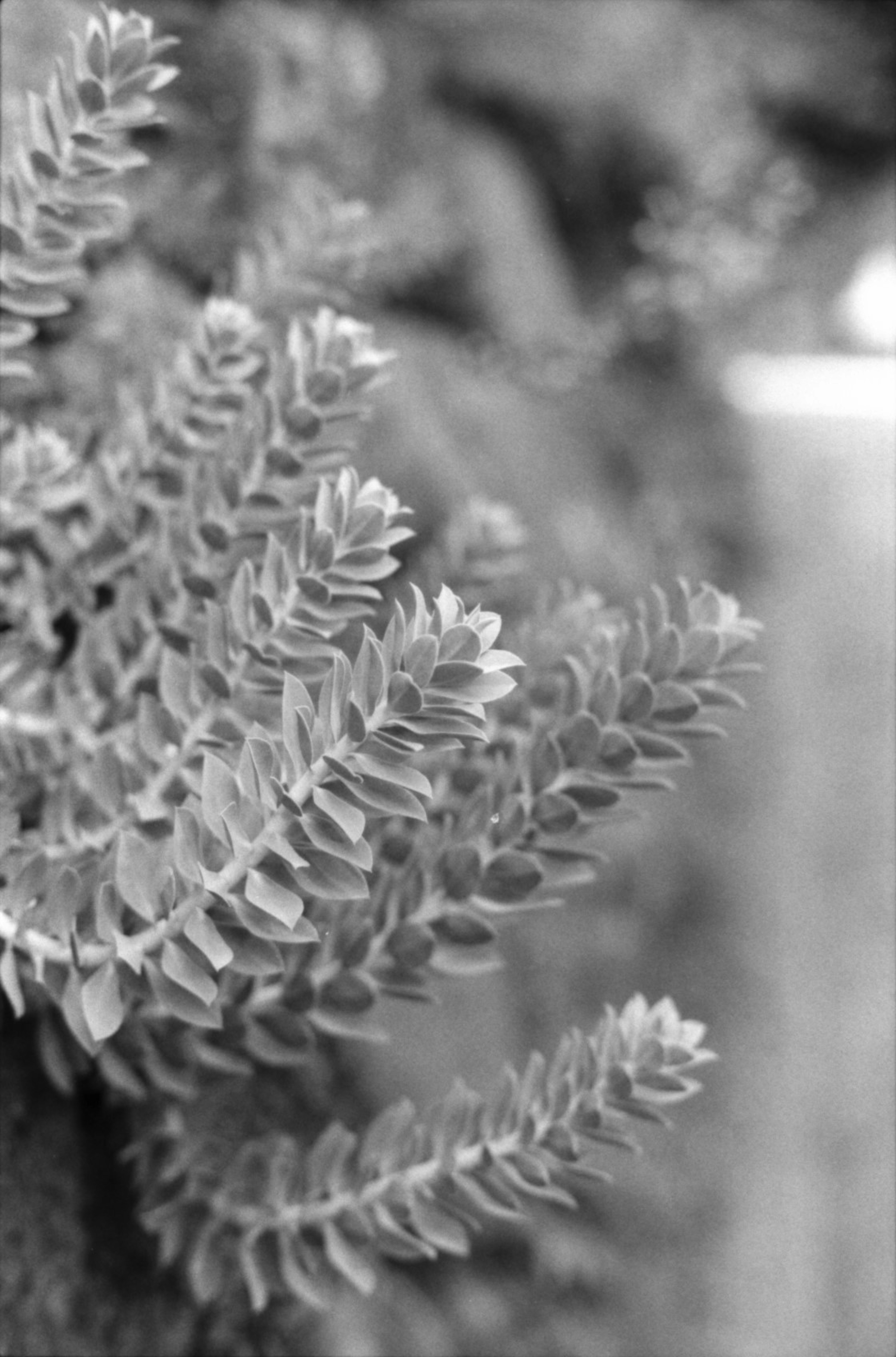 Primer plano de una planta suculenta en blanco y negro con hojas en capas