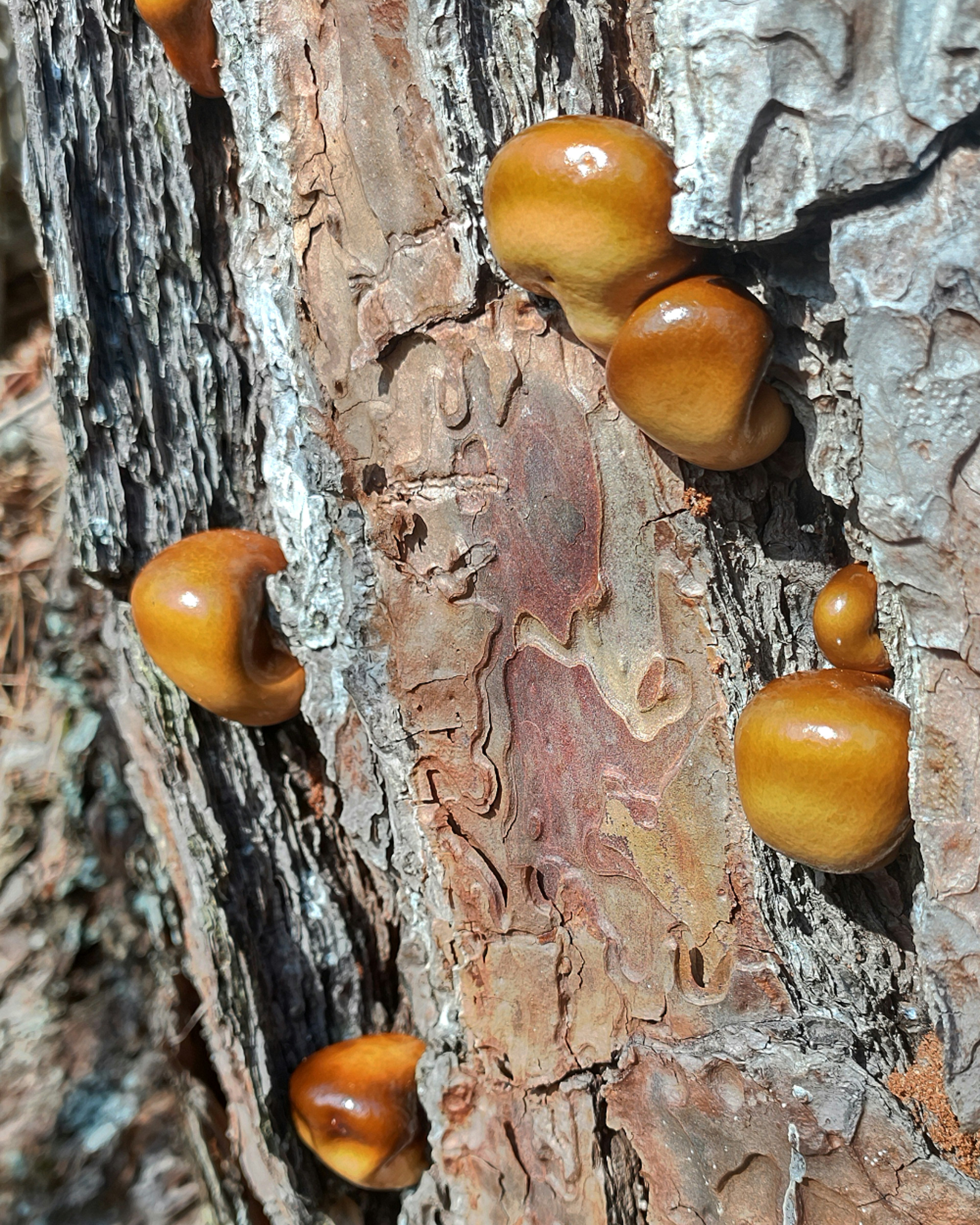 Imagen que muestra champiñones marrones creciendo en la corteza de un árbol