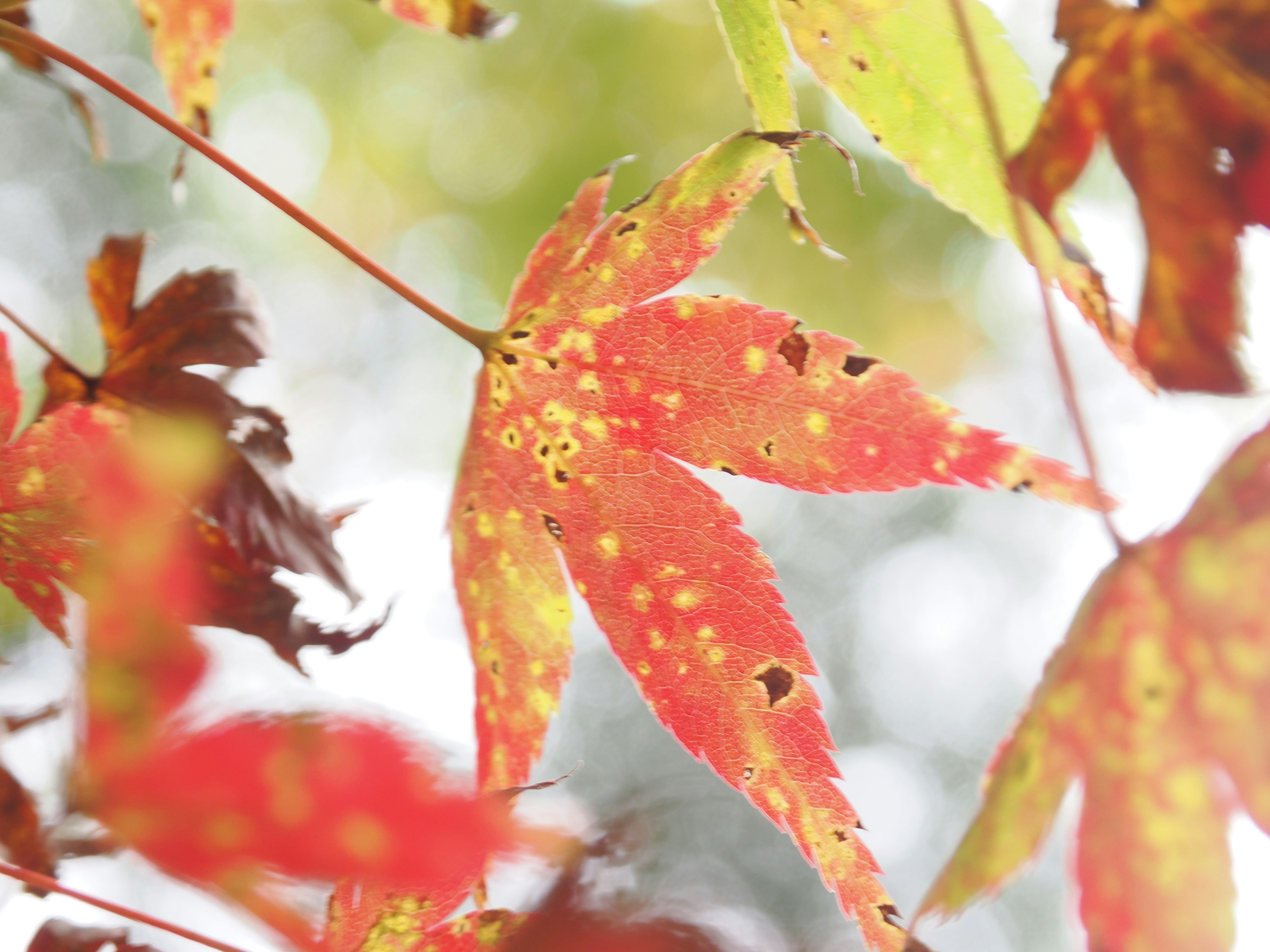 色とりどりの紅葉した葉が背景にぼやけている